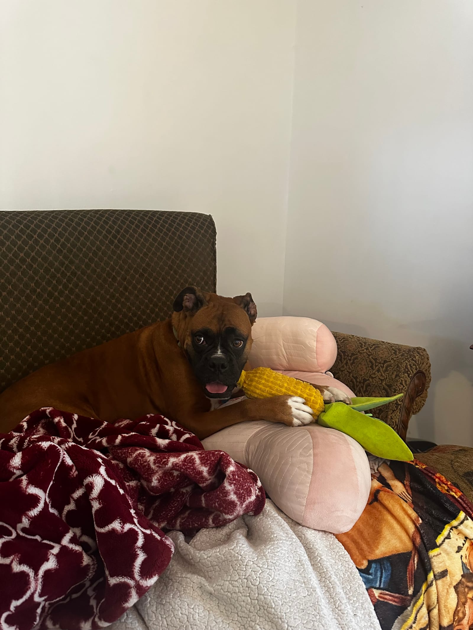 Petspiration Spotlight: Molly Mooka