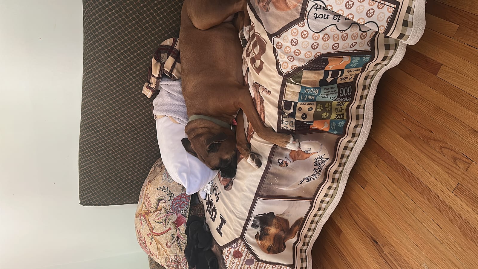 Petspiration Spotlight: Molly Mooka