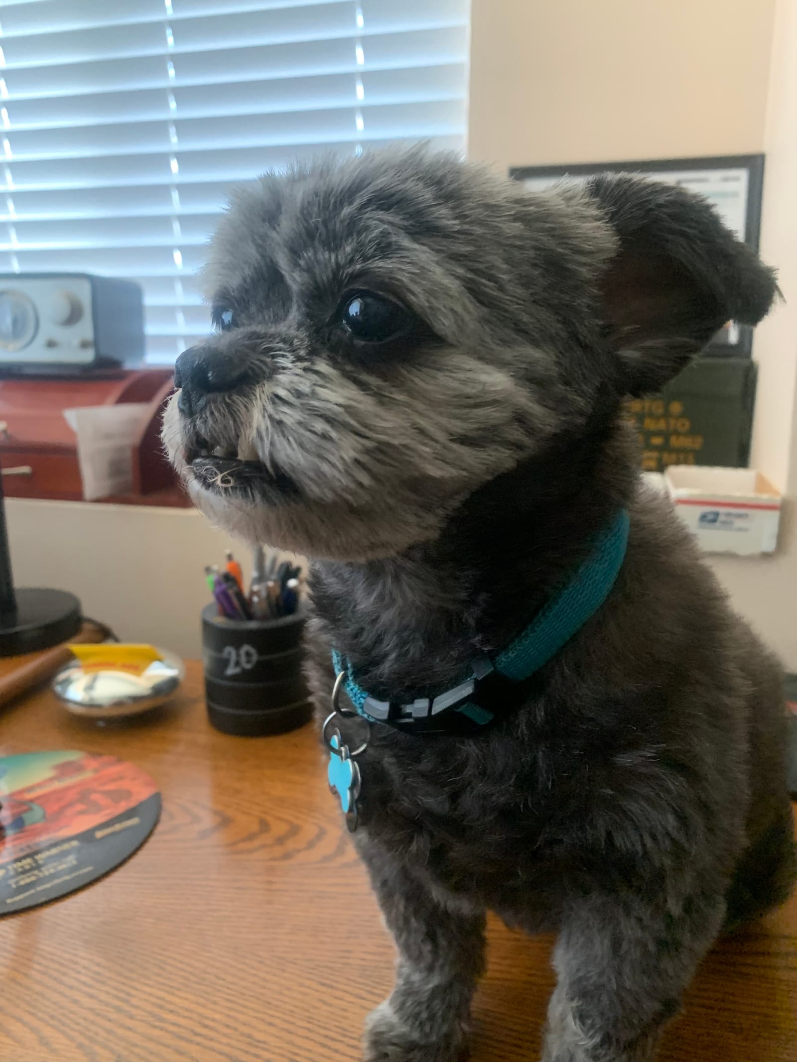 Petspiration Spotlight: Mongo
