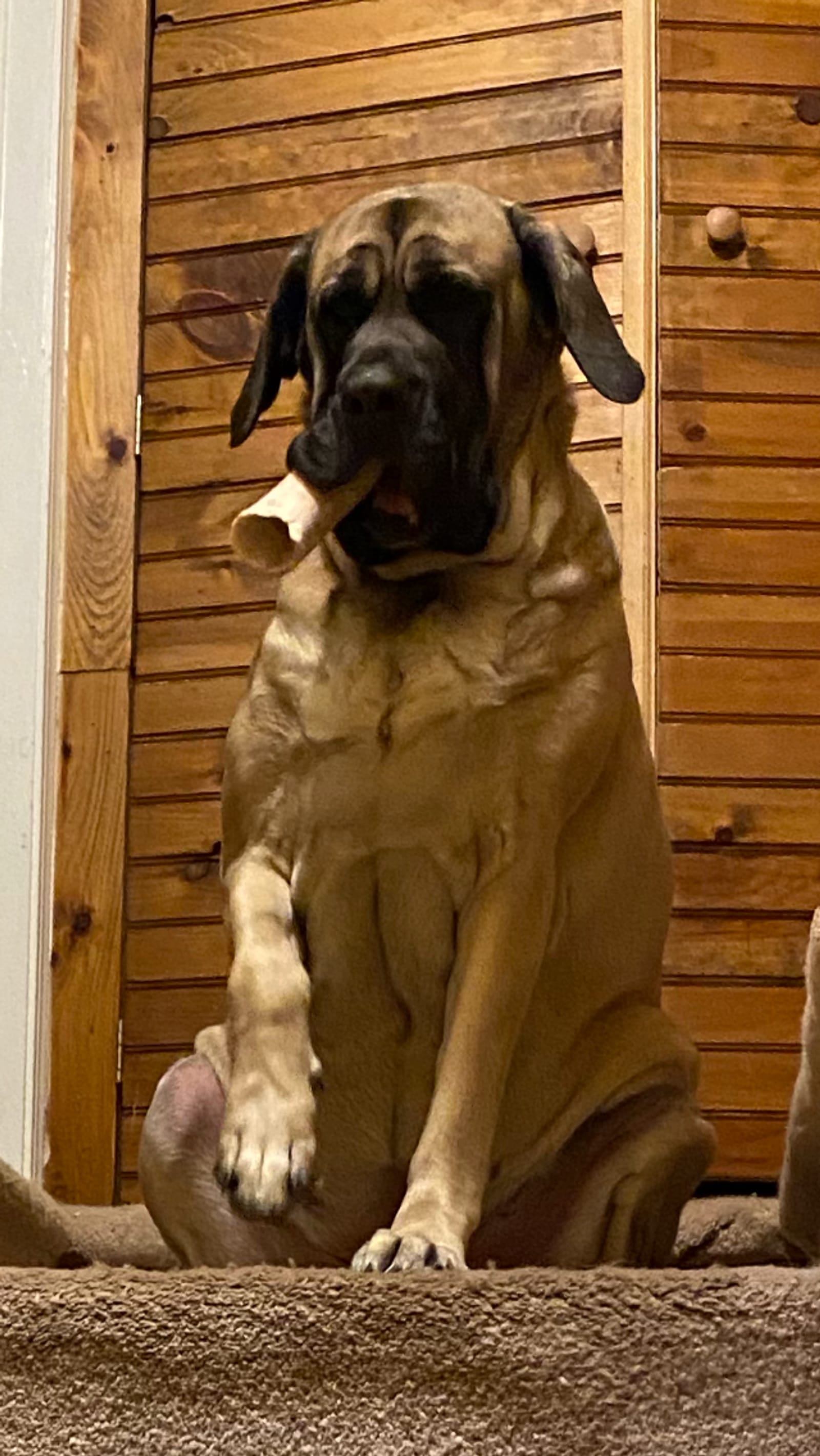 Petspiration Spotlight: Moochee