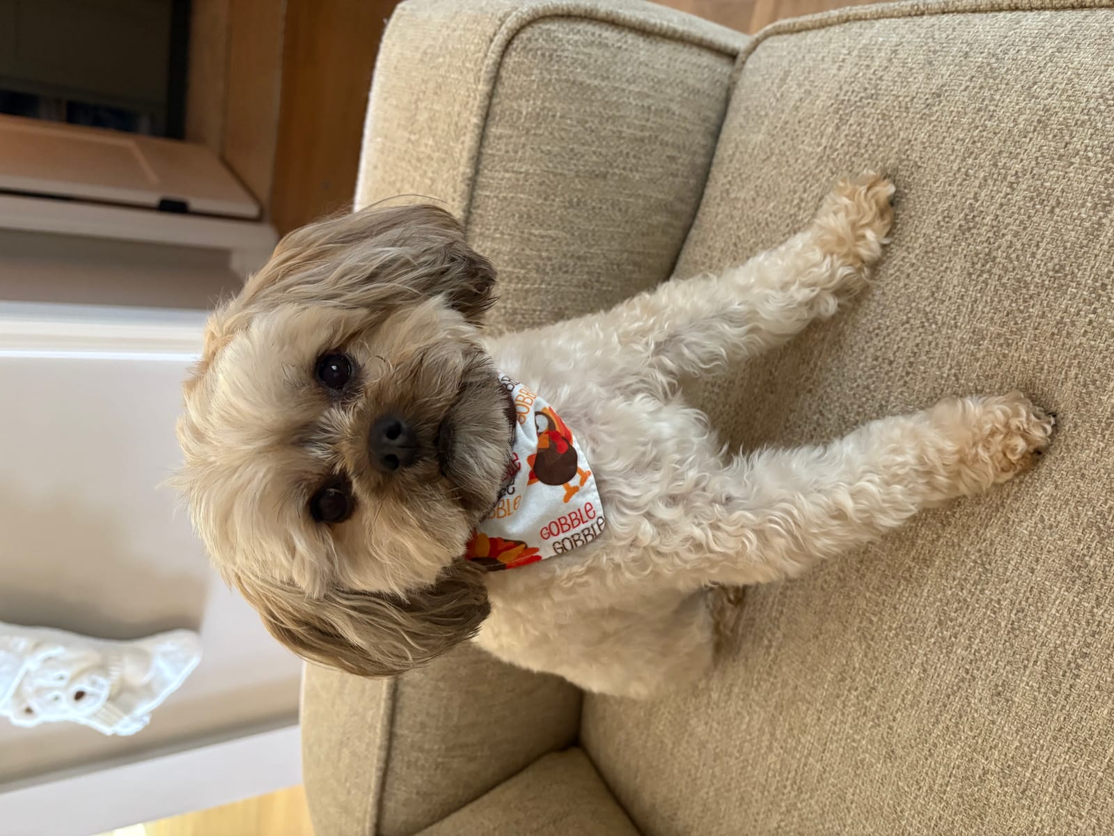 Petspiration Spotlight: Mousse