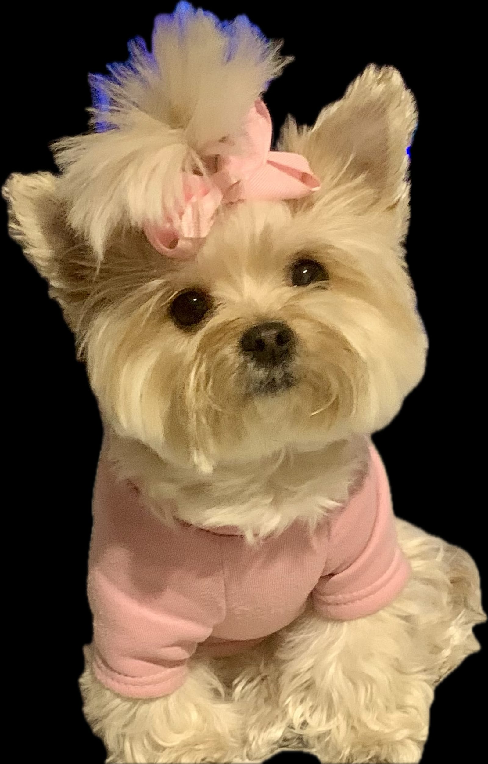 Petspiration Spotlight: Moxie