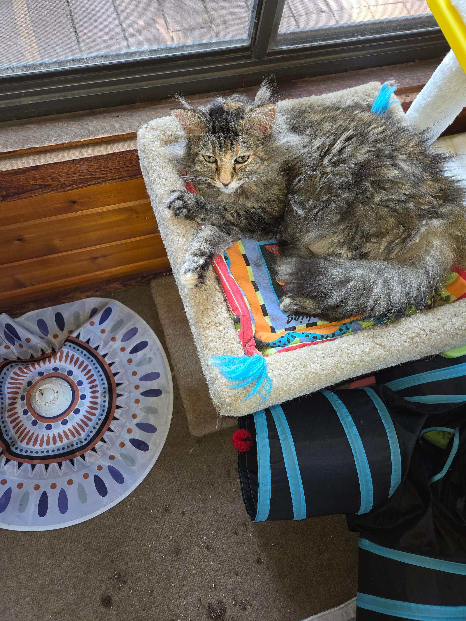 Petspiration Spotlight: Muffin