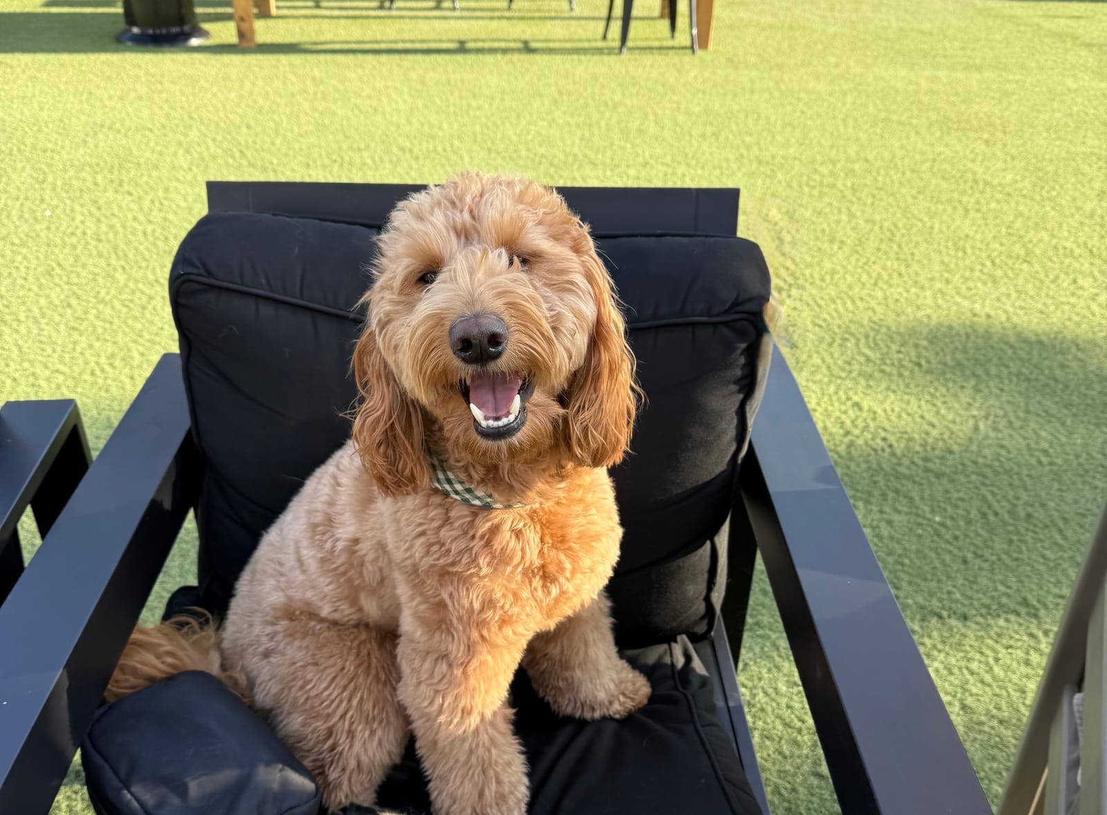 Petspiration Spotlight: Murphy