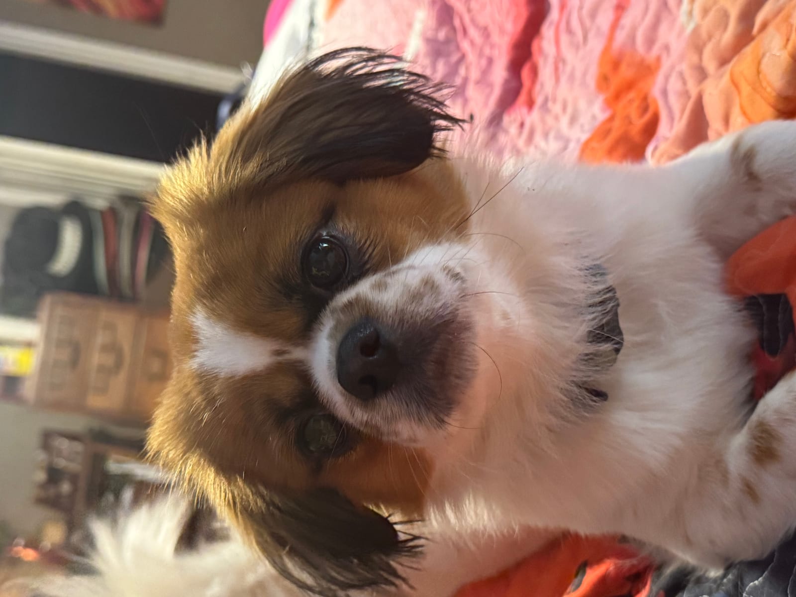 Petspiration Spotlight: Murphy