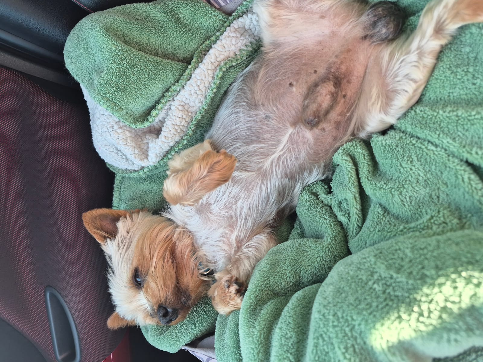 Petspiration Spotlight: Mycro