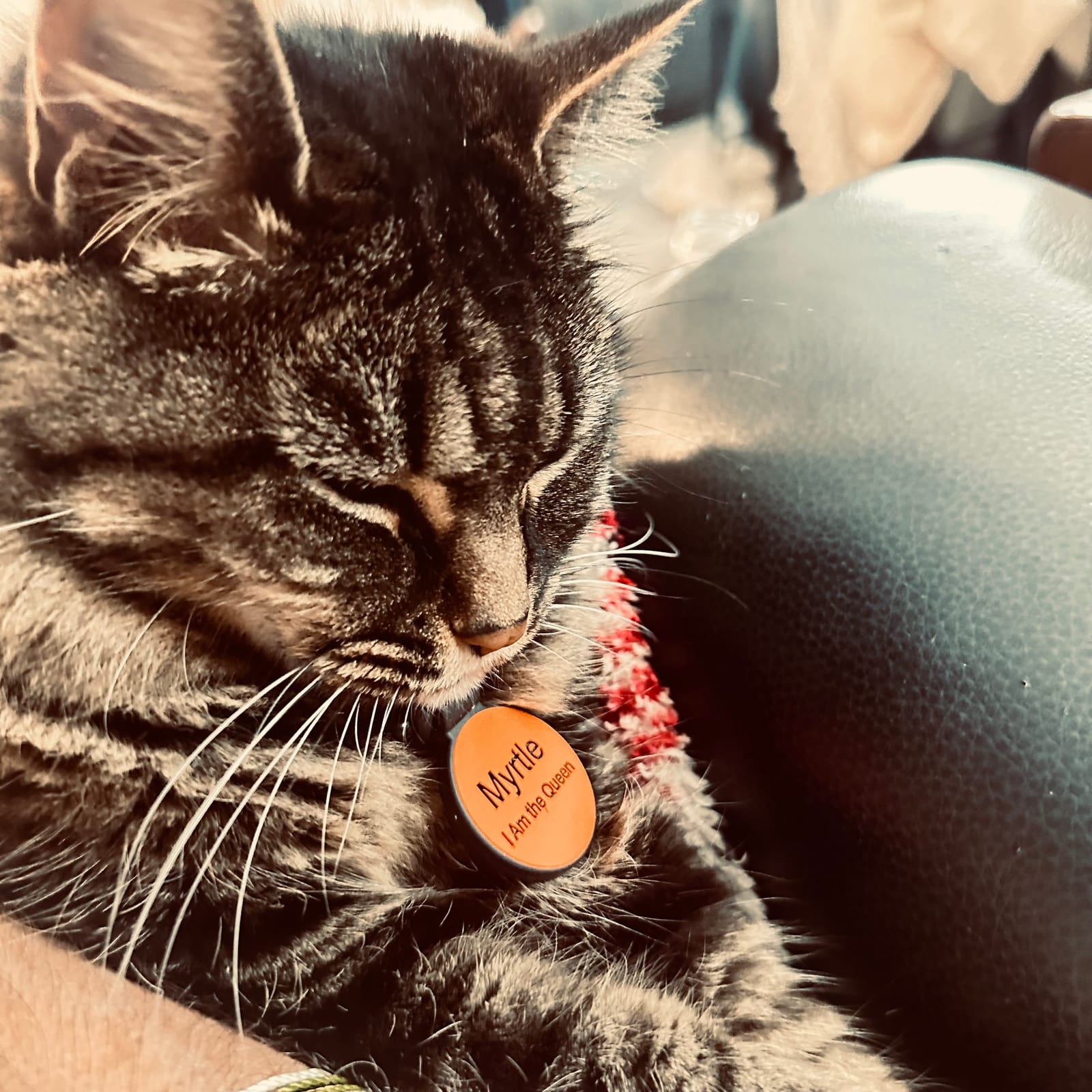 Petspiration Spotlight: Myrtle