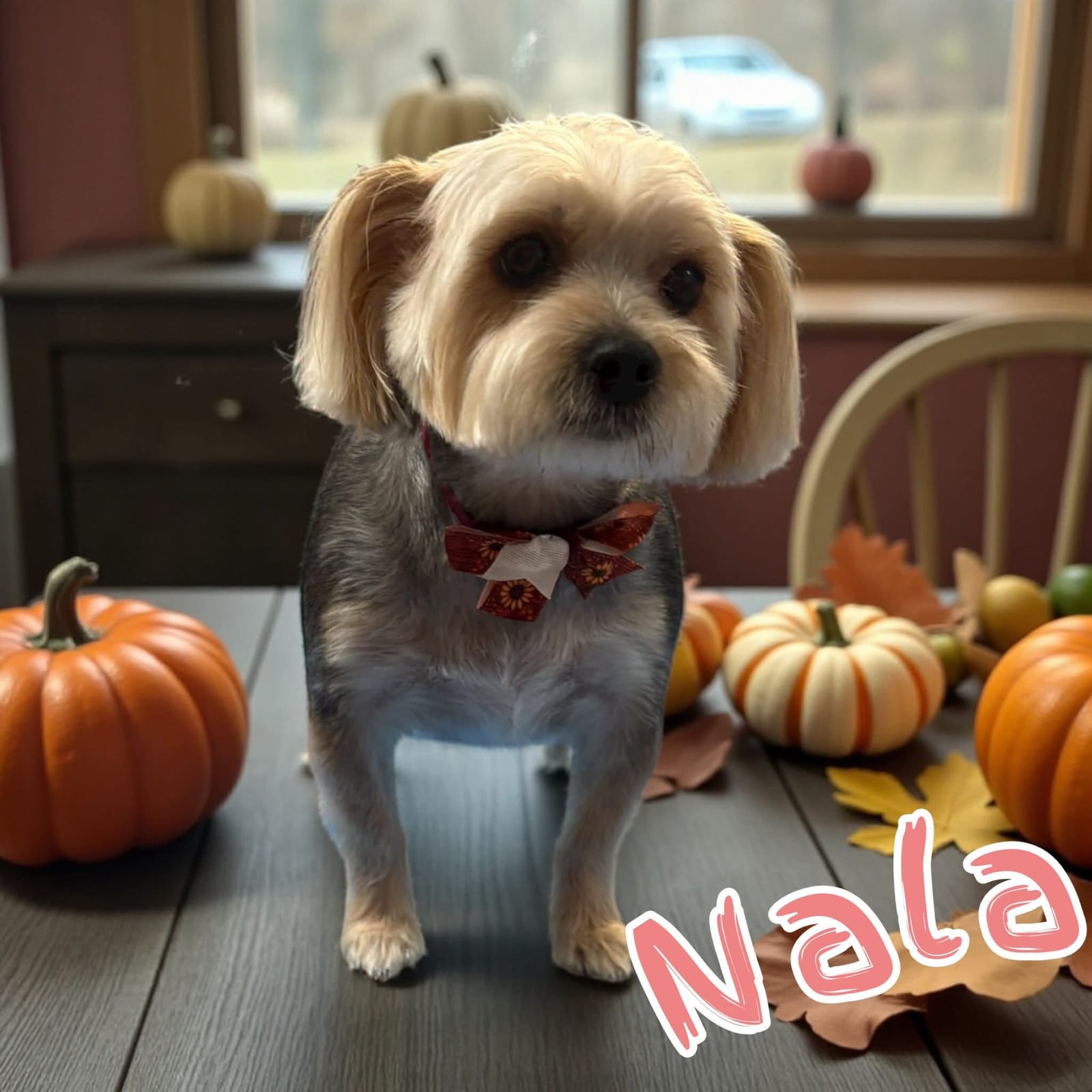 Petspiration Spotlight: Nala