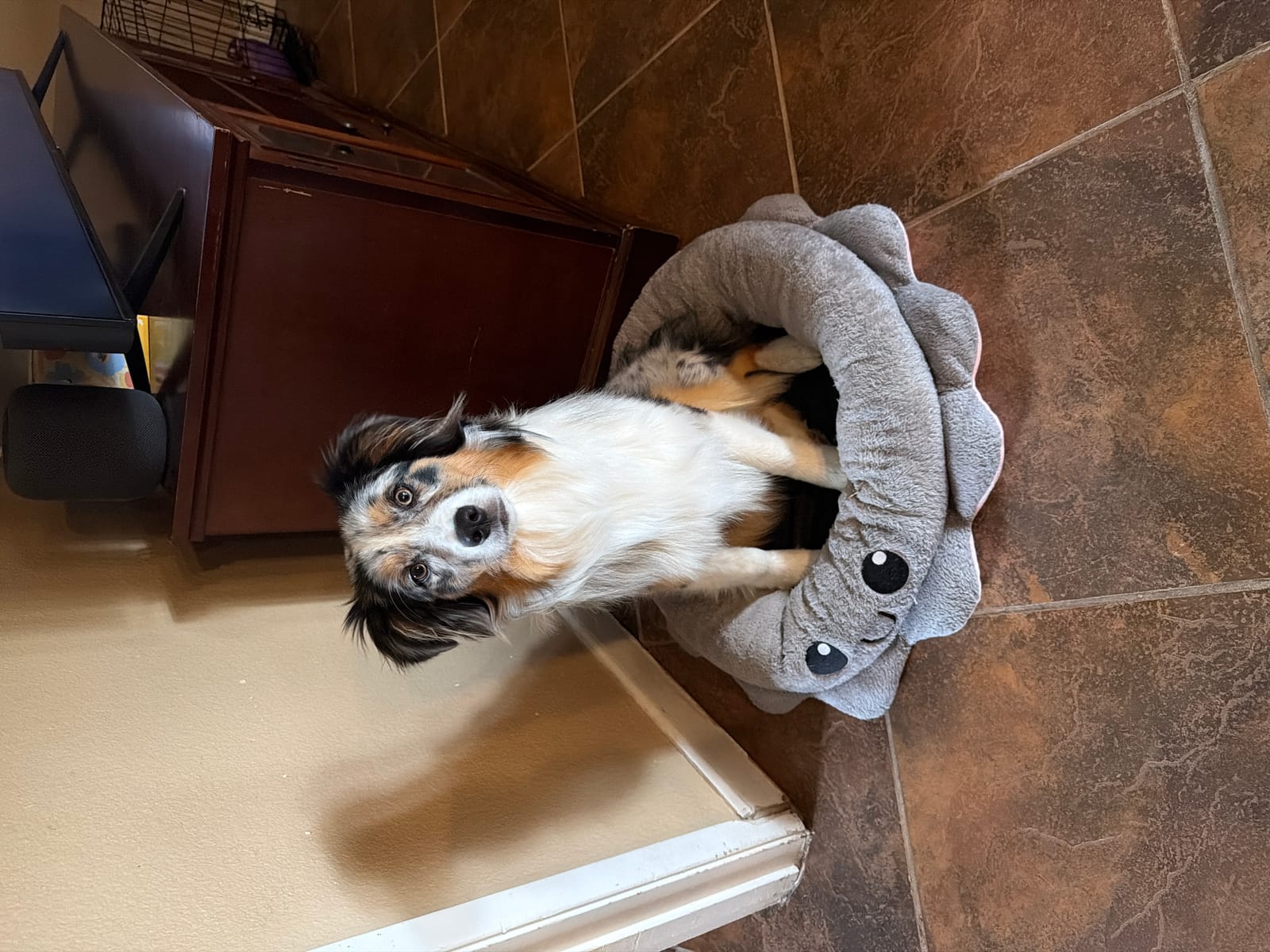 Petspiration Spotlight:  Nala