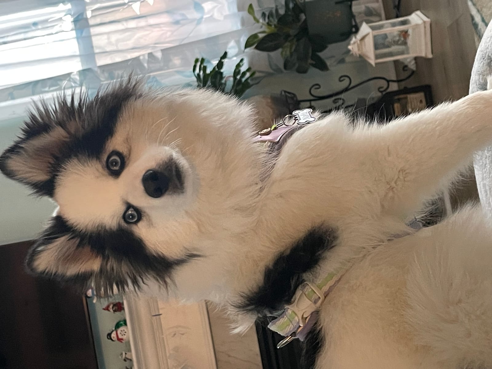 Petspiration Spotlight: Nalu