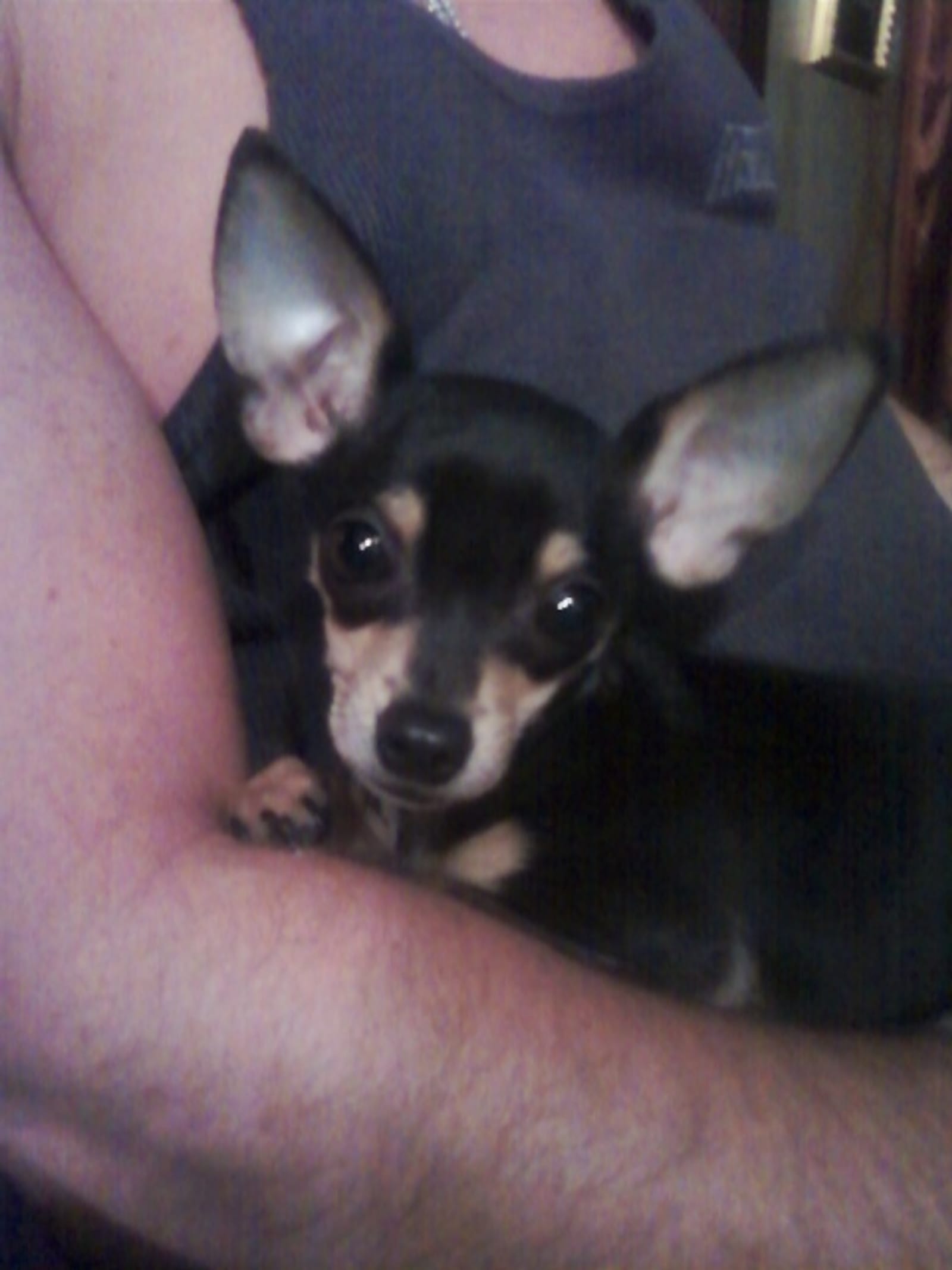 Petspiration Spotlight: Nancy