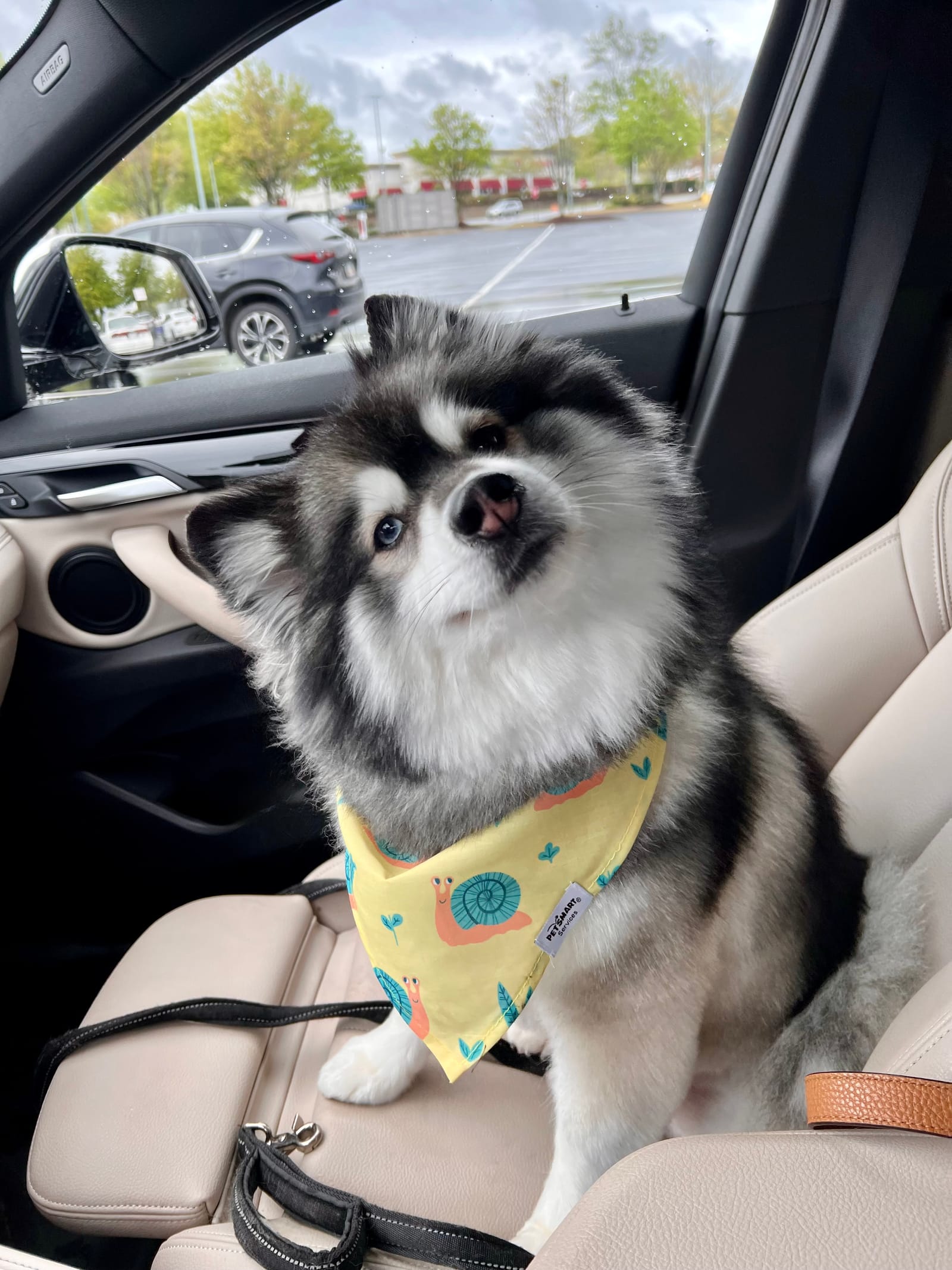 Petspiration Spotlight: Nanook