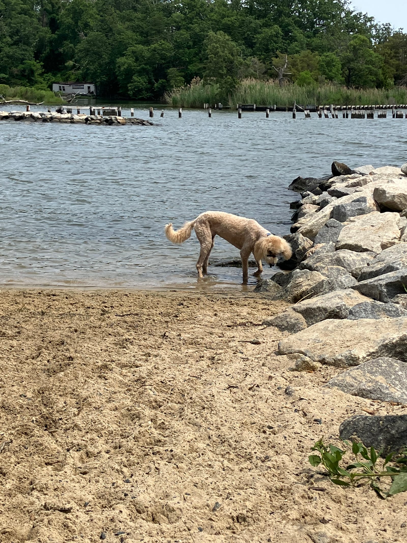 Petspiration Spotlight: Natty