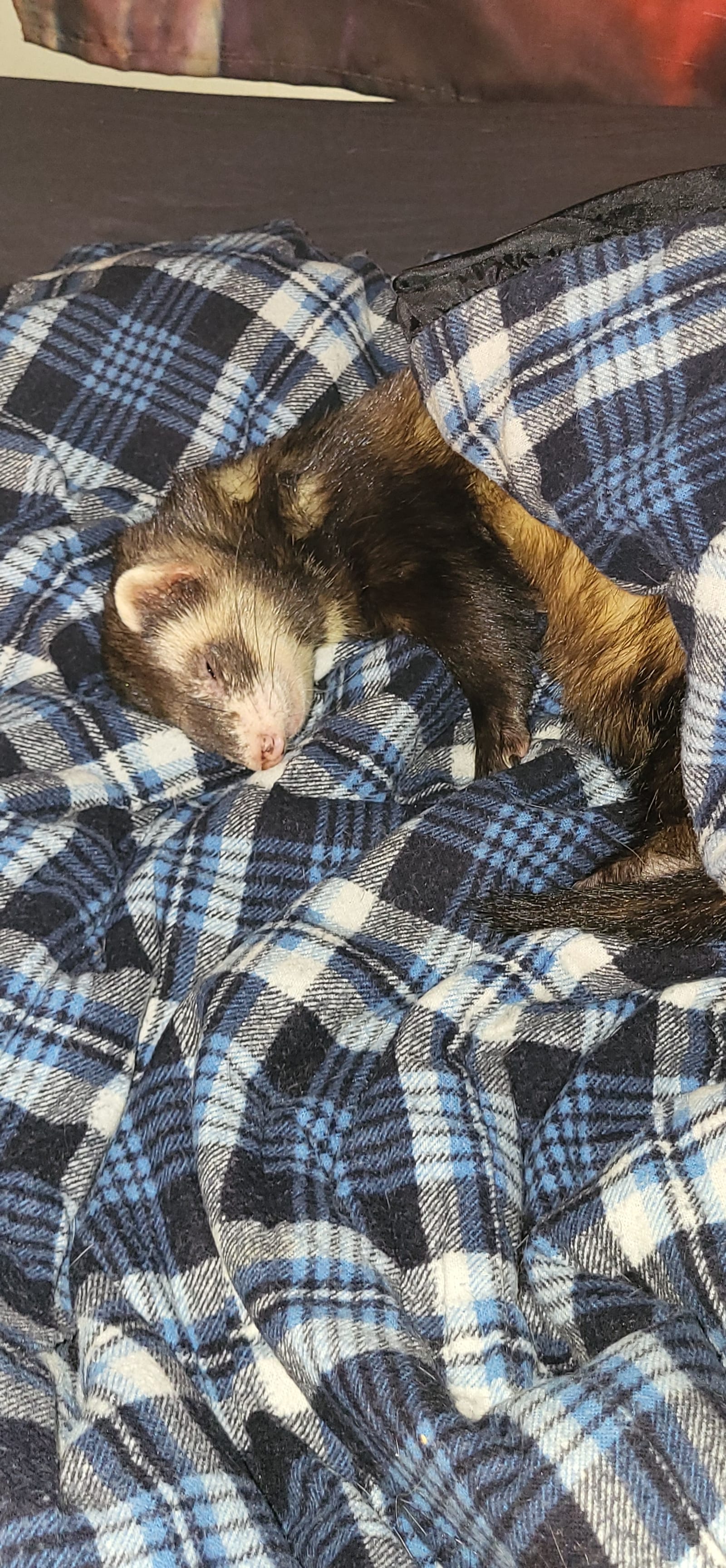 Petspiration Spotlight: Nigel