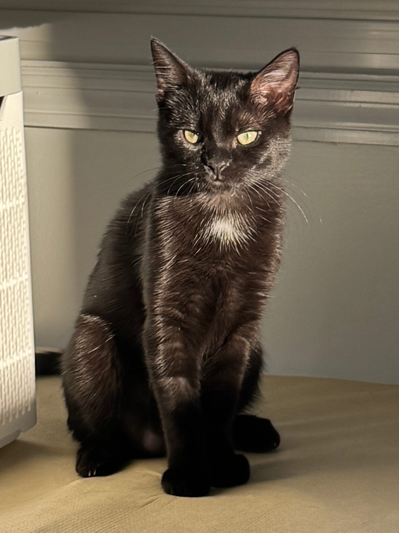 Petspiration Spotlight: Noche