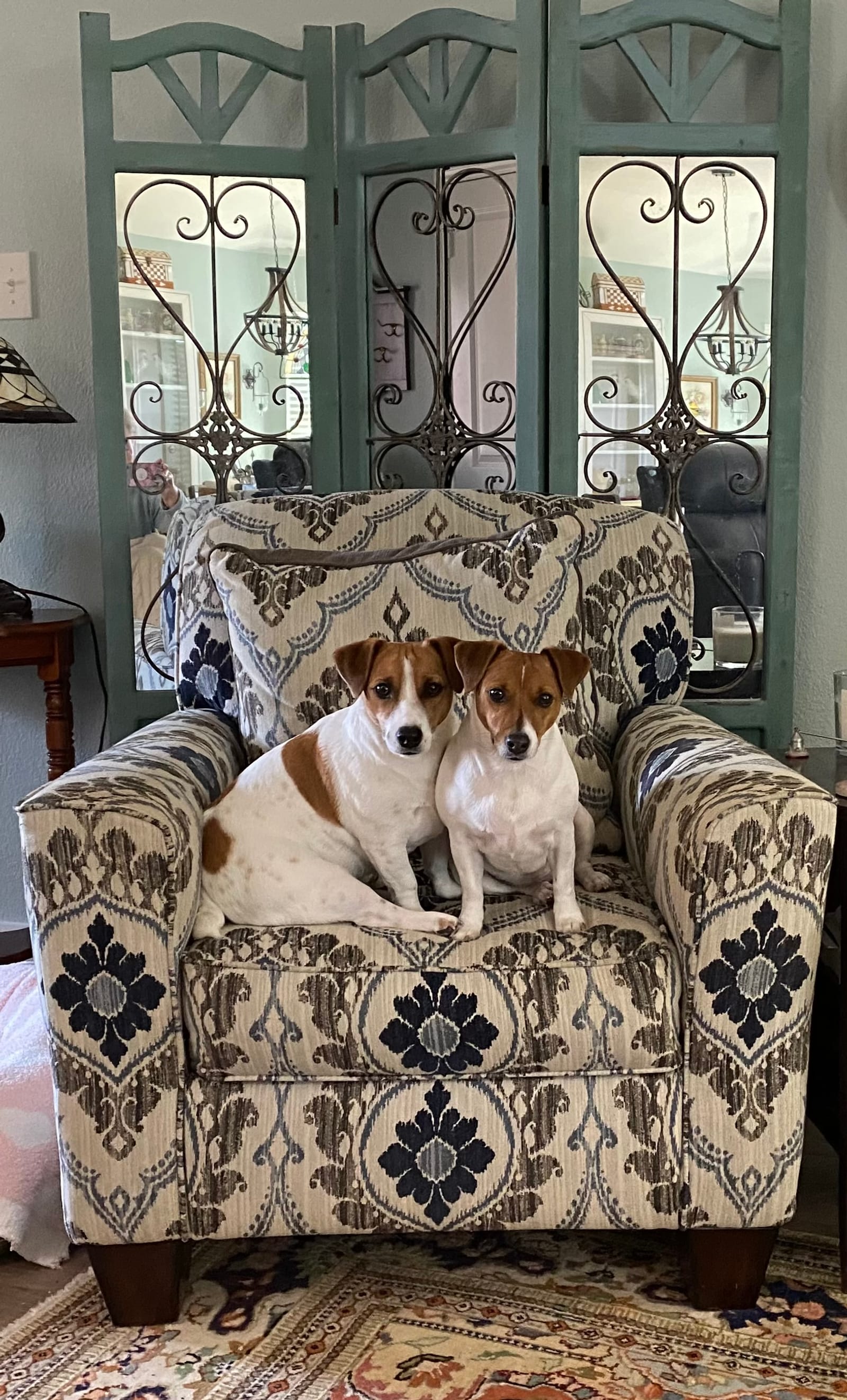 Petspiration Spotlight: Nutmeg and Quatro