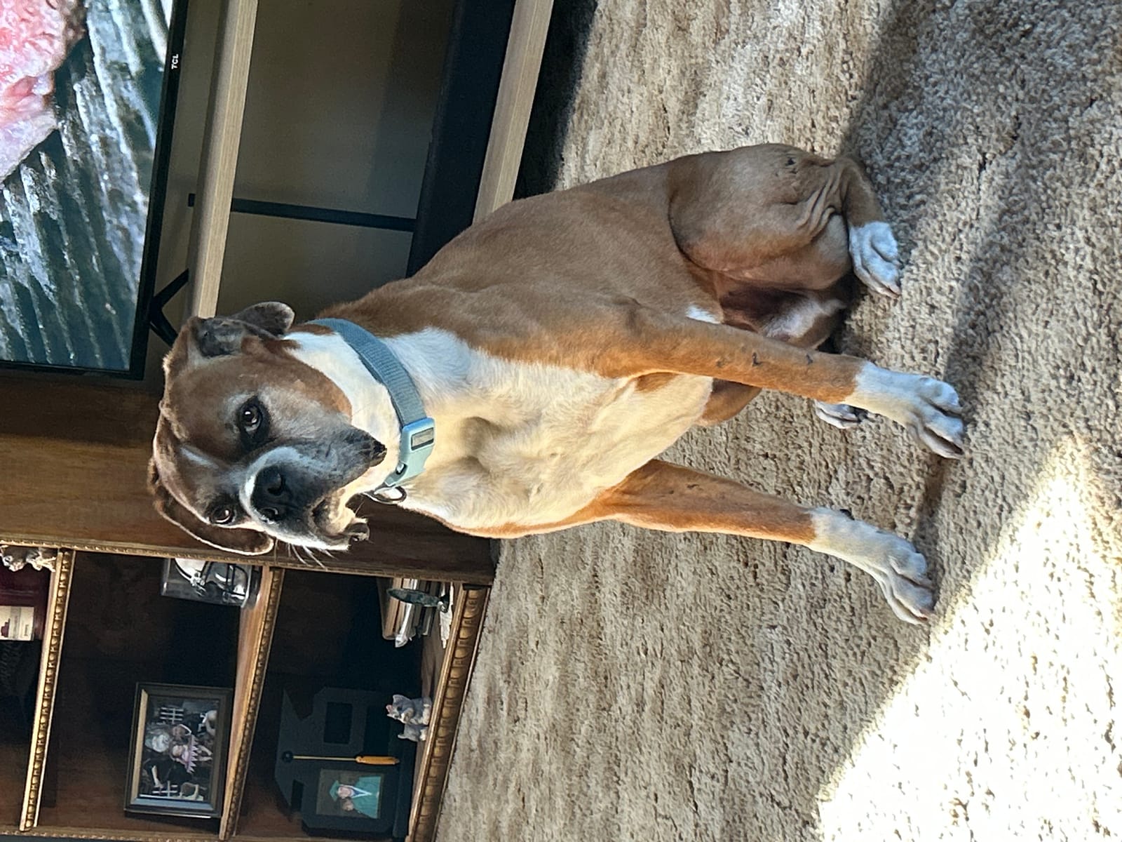 Petspiration Spotlight: Oakley