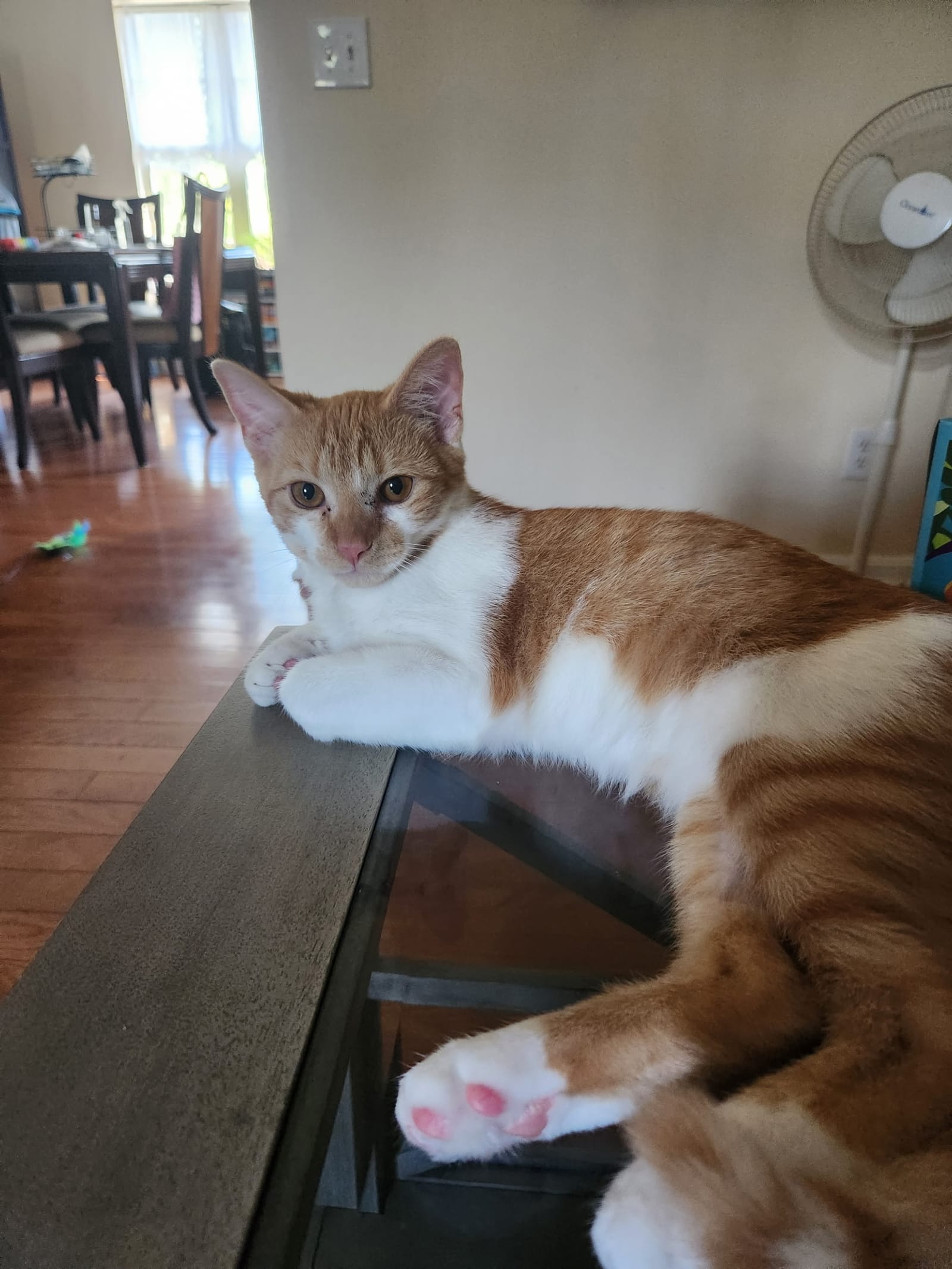 Petspiration Spotlight: Odin