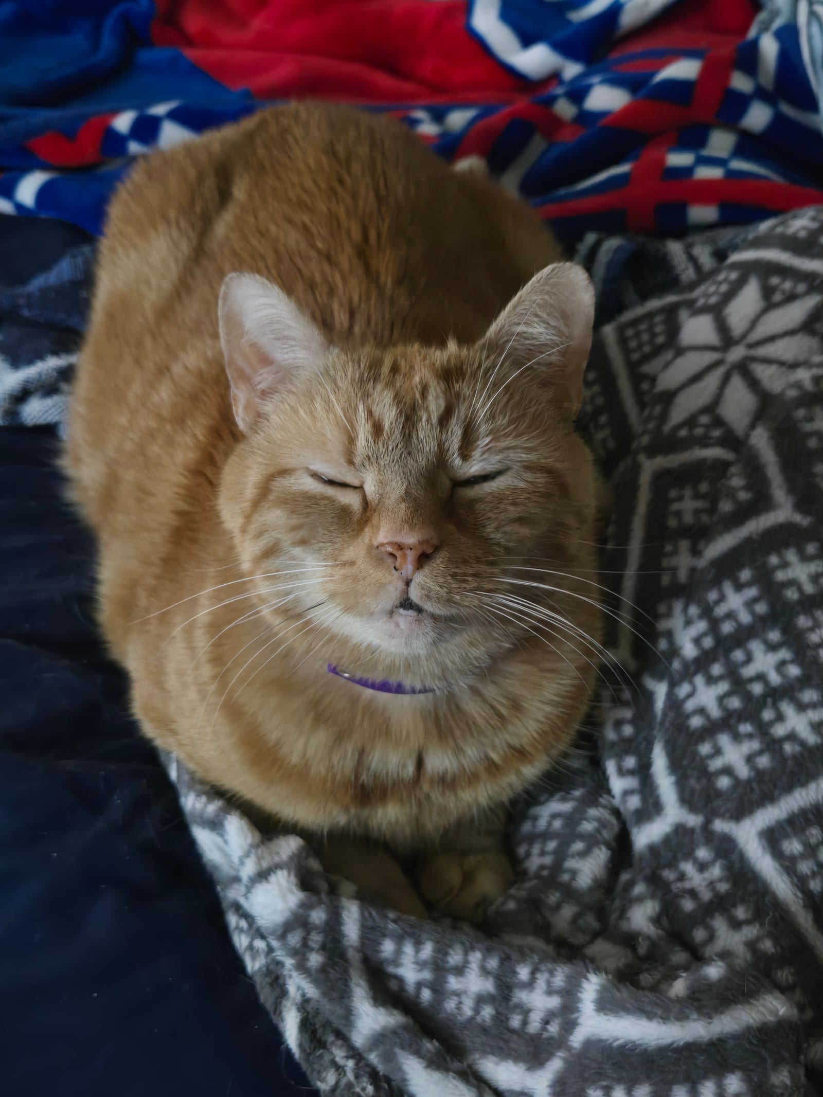Petspiration Spotlight: Oliver