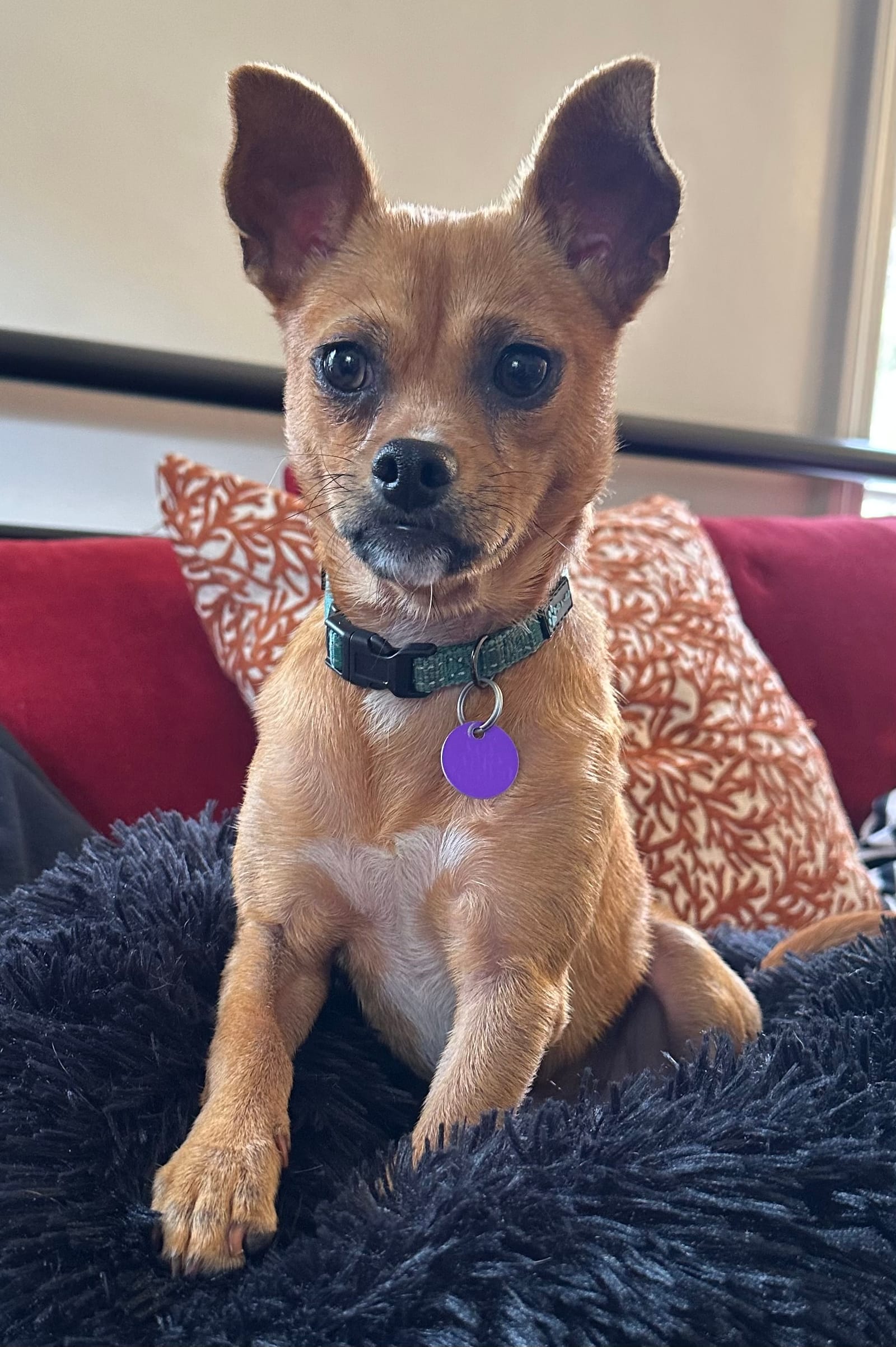 Petspiration Spotlight: Oliver