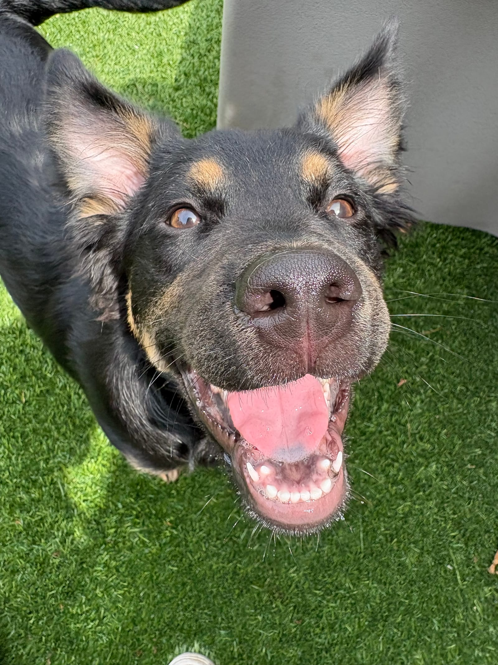 Petspiration Spotlight: Oliver