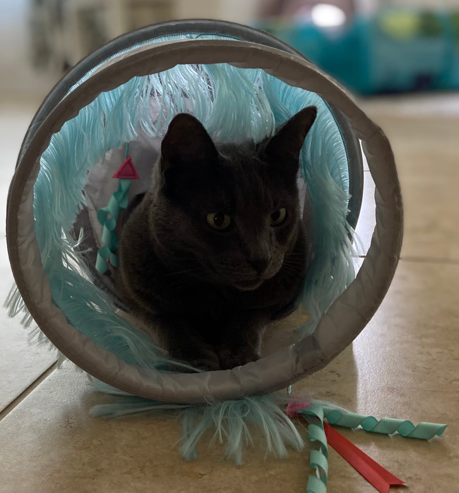 Petspiration Spotlight: Oliver