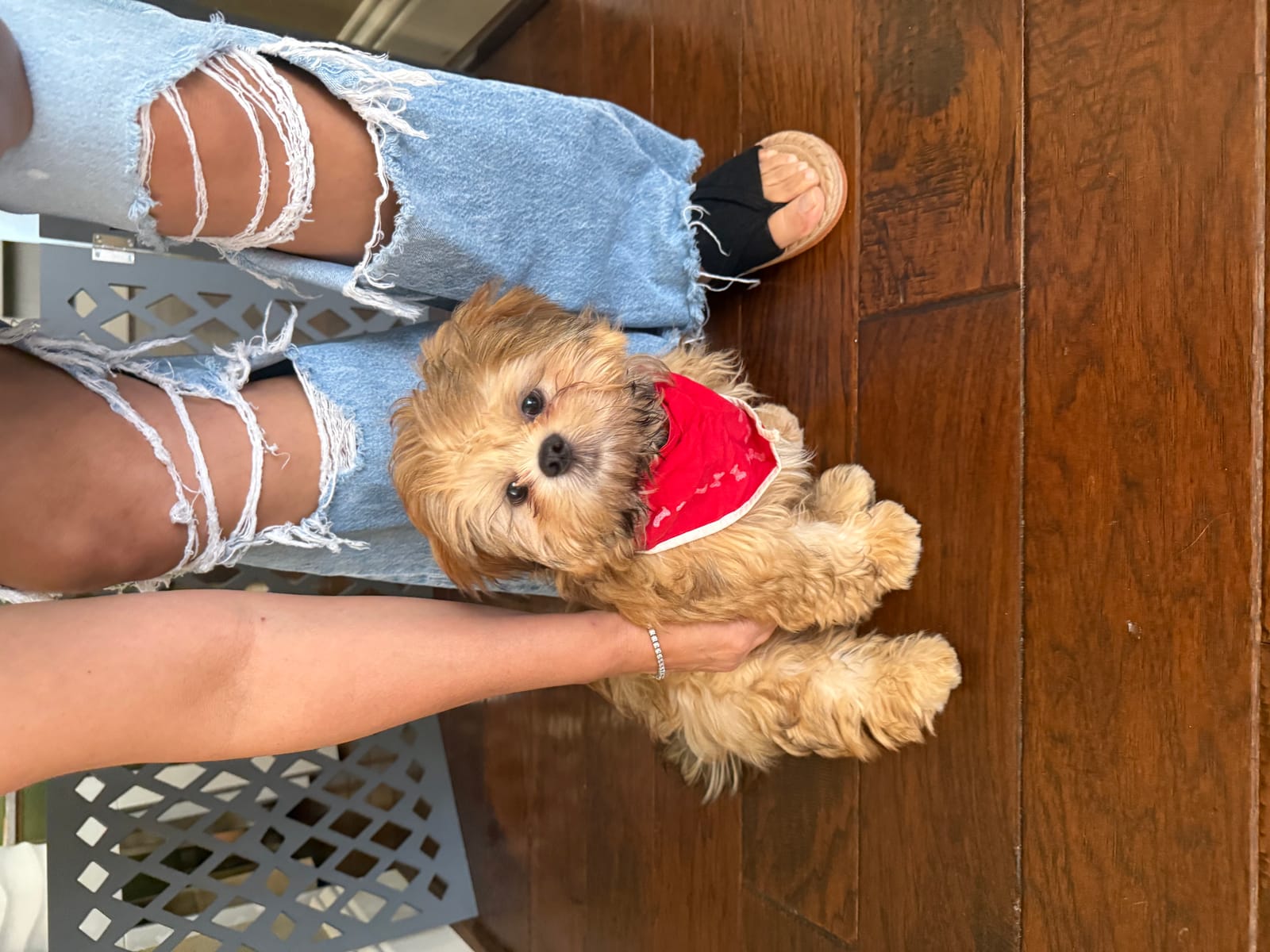 Petspiration Spotlight: Oliver