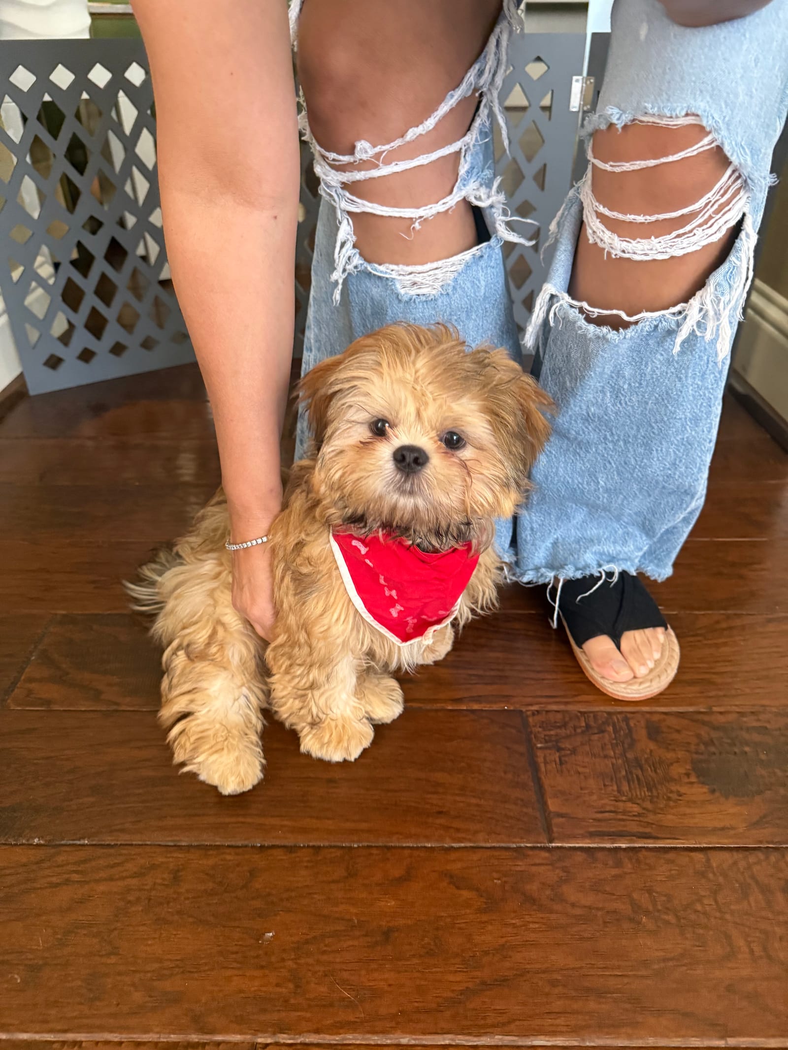 Petspiration Spotlight: Oliver
