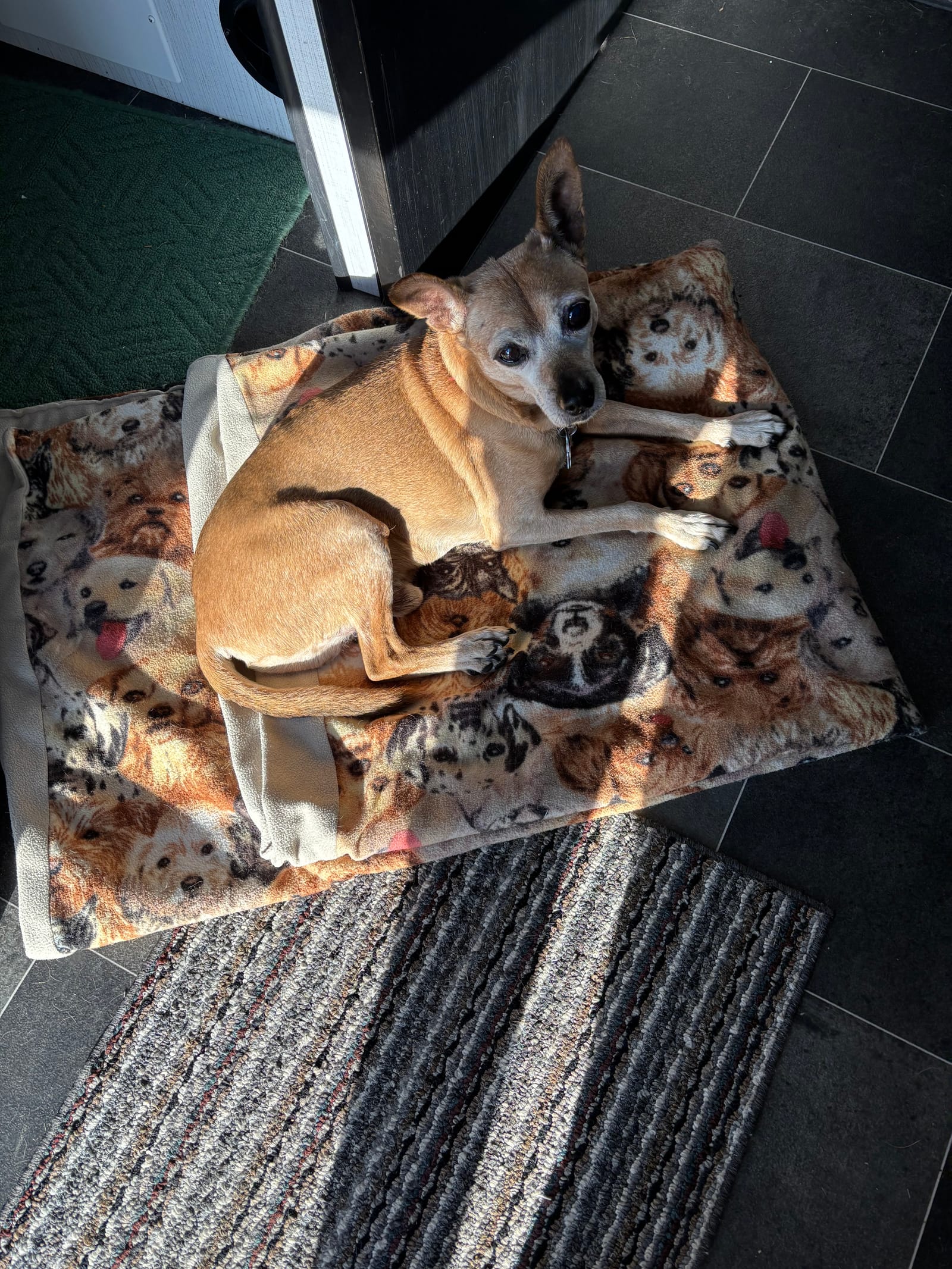 Petspiration Spotlight: Oliver (Ollie) Jon Brown