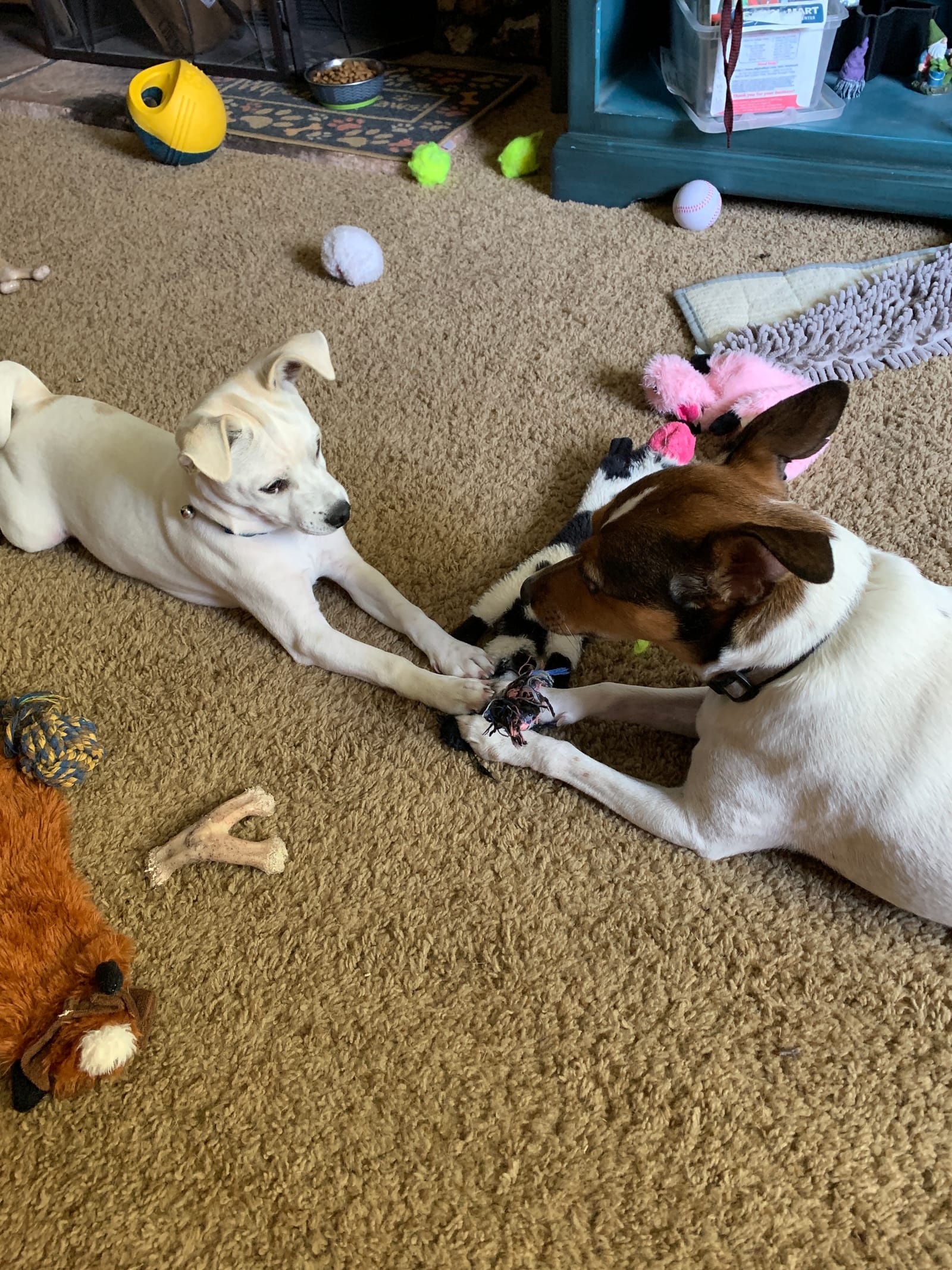 Petspiration Spotlight: Ollie