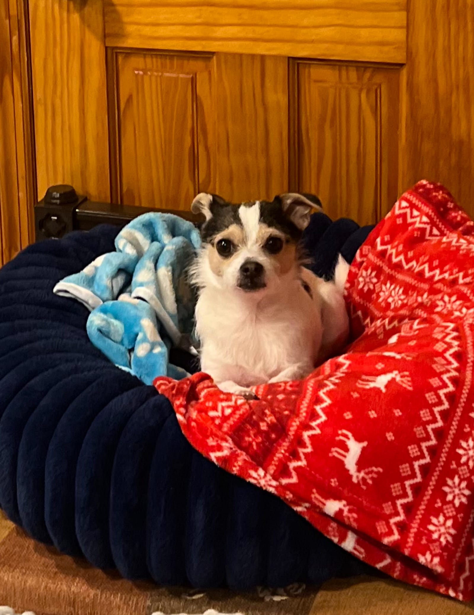 Petspiration Spotlight: Oreo