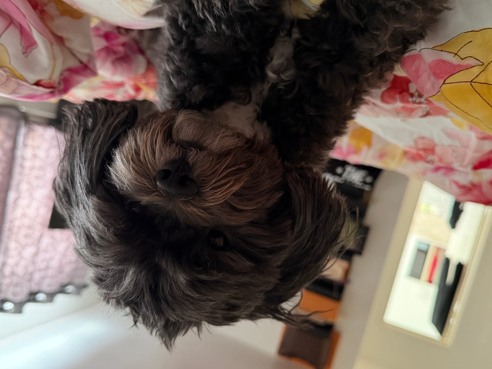 Petspiration Spotlight: Oreo