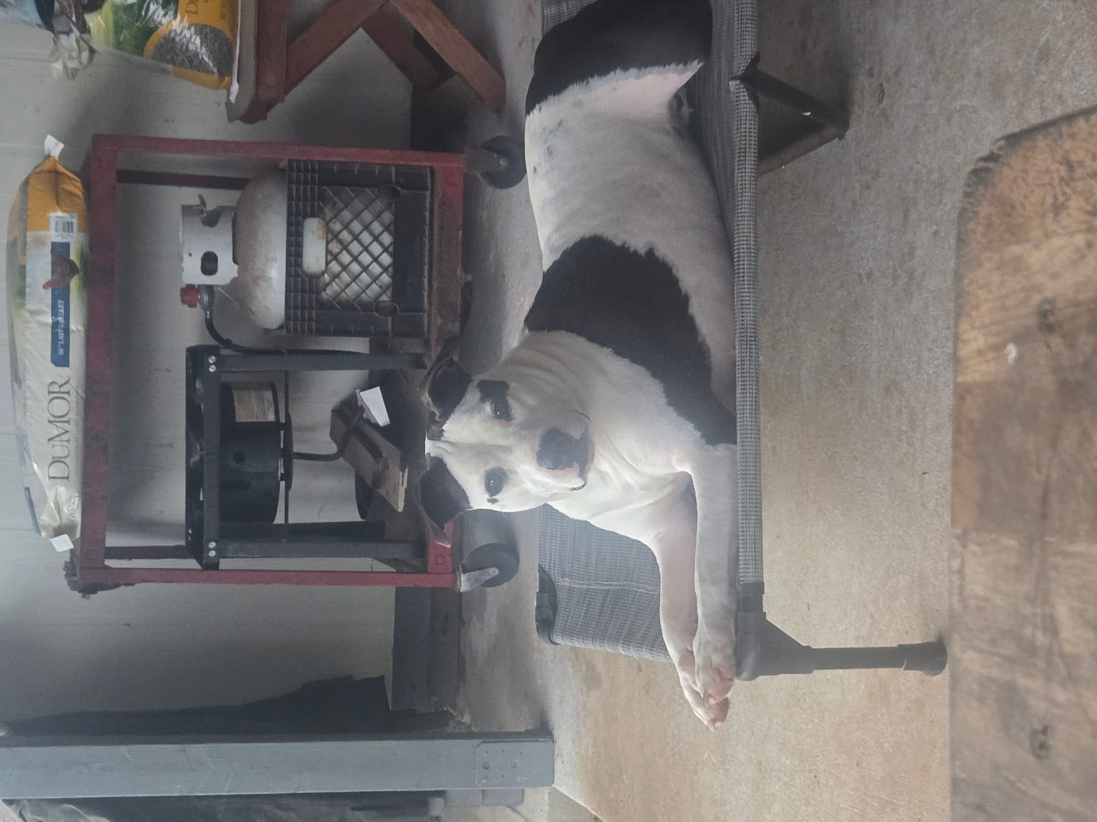 Petspiration Spotlight: Oreo