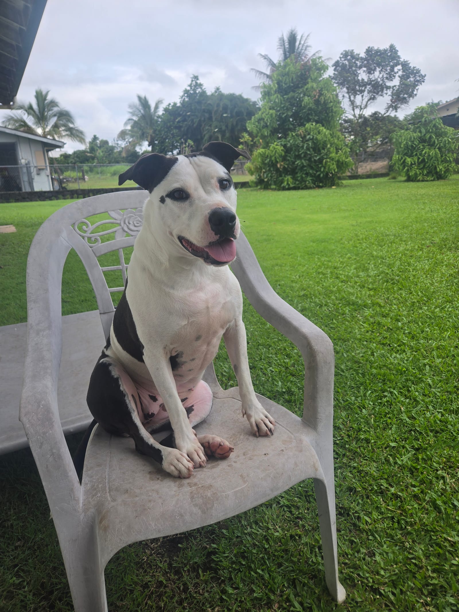 Petspiration Spotlight: Oreo