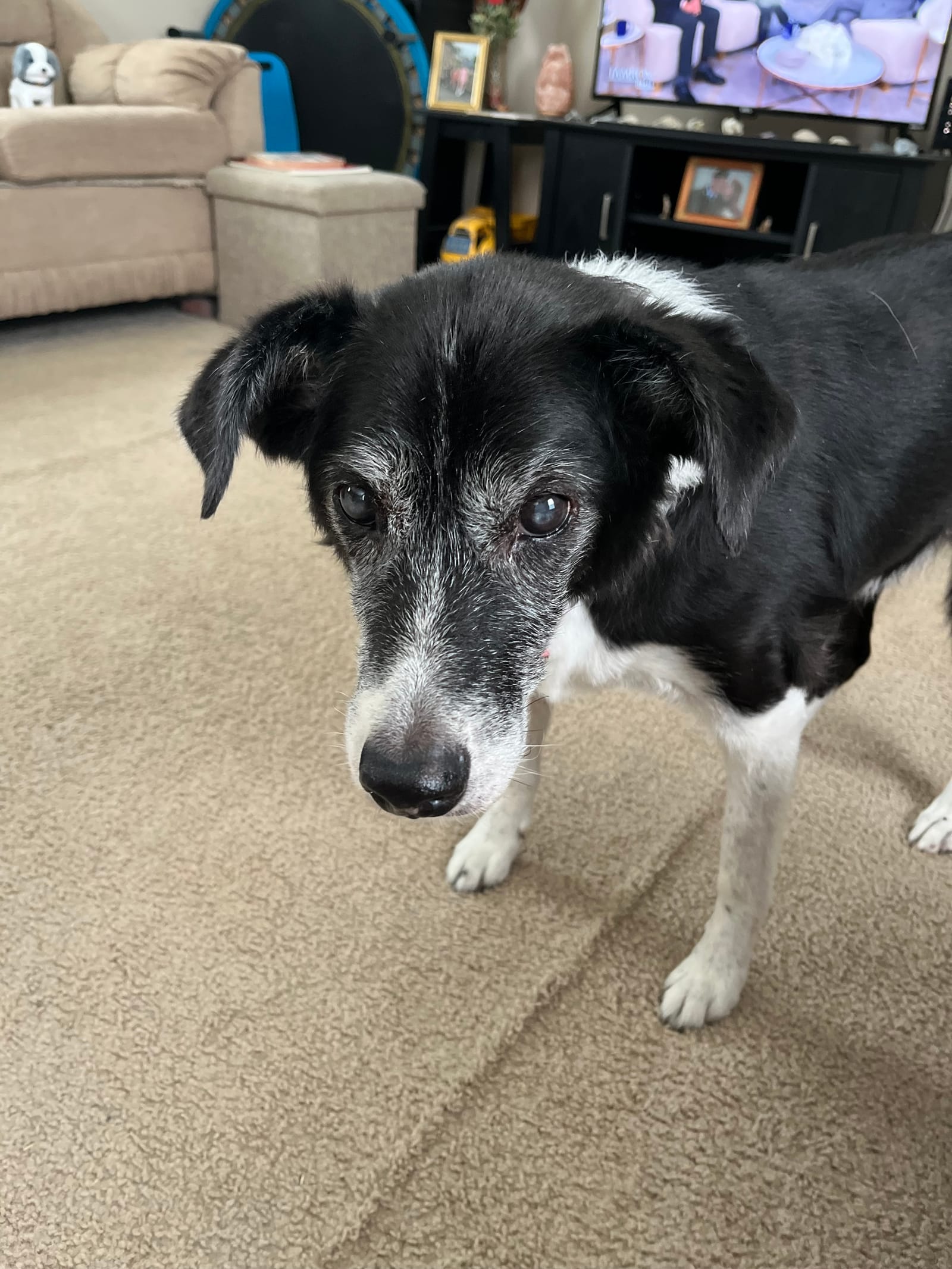 Petspiration Spotlight: Oreo