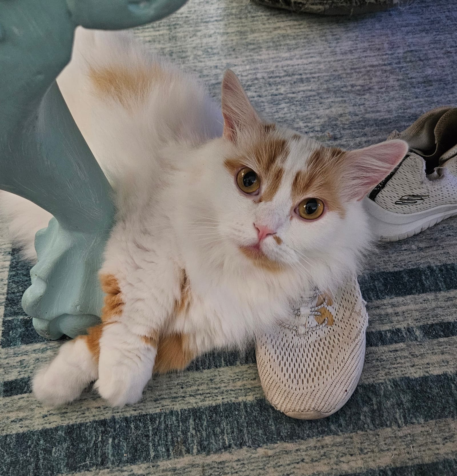 Petspiration Spotlight: Ozzy
