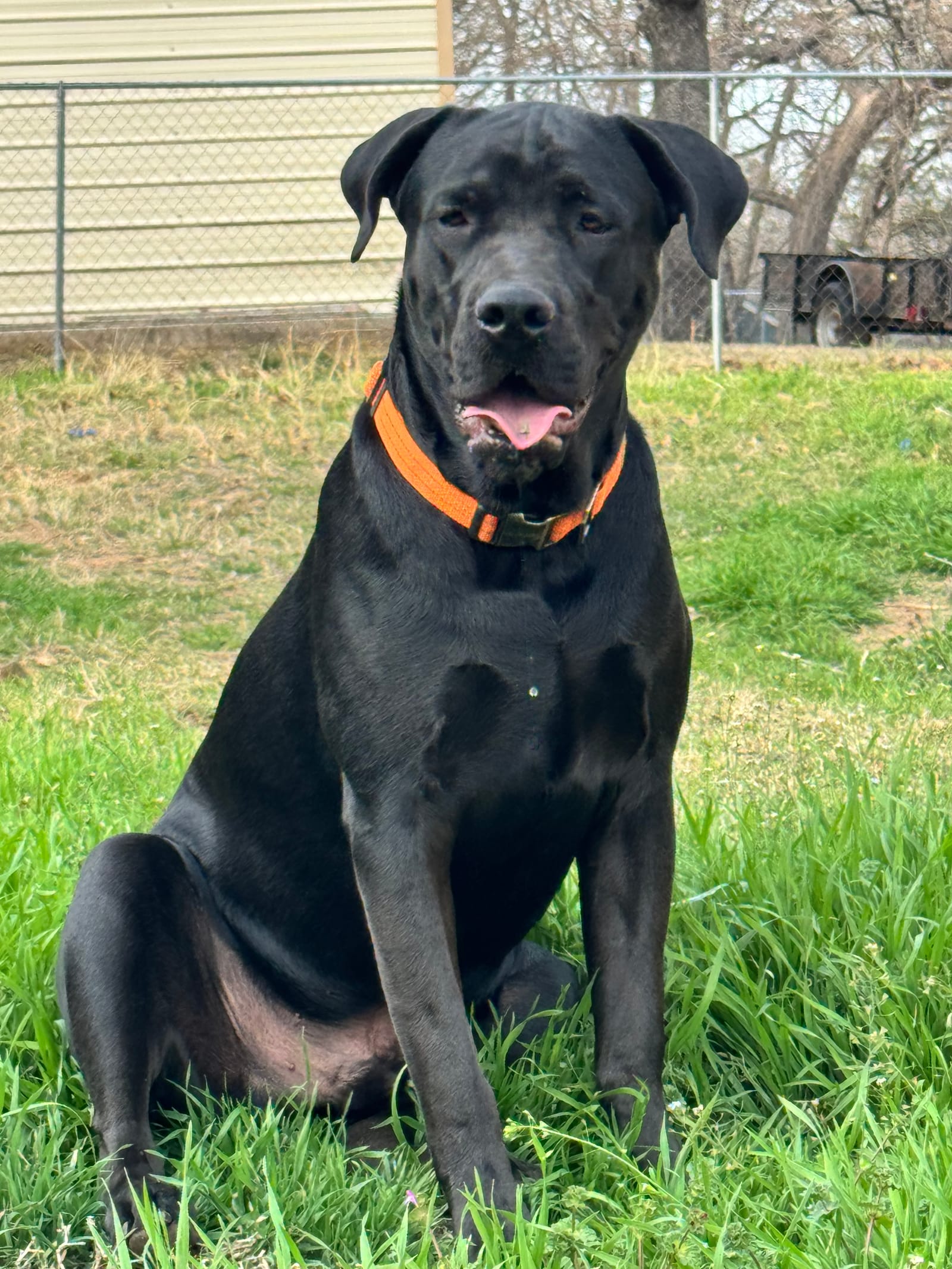 Petspiration Spotlight: Pablo