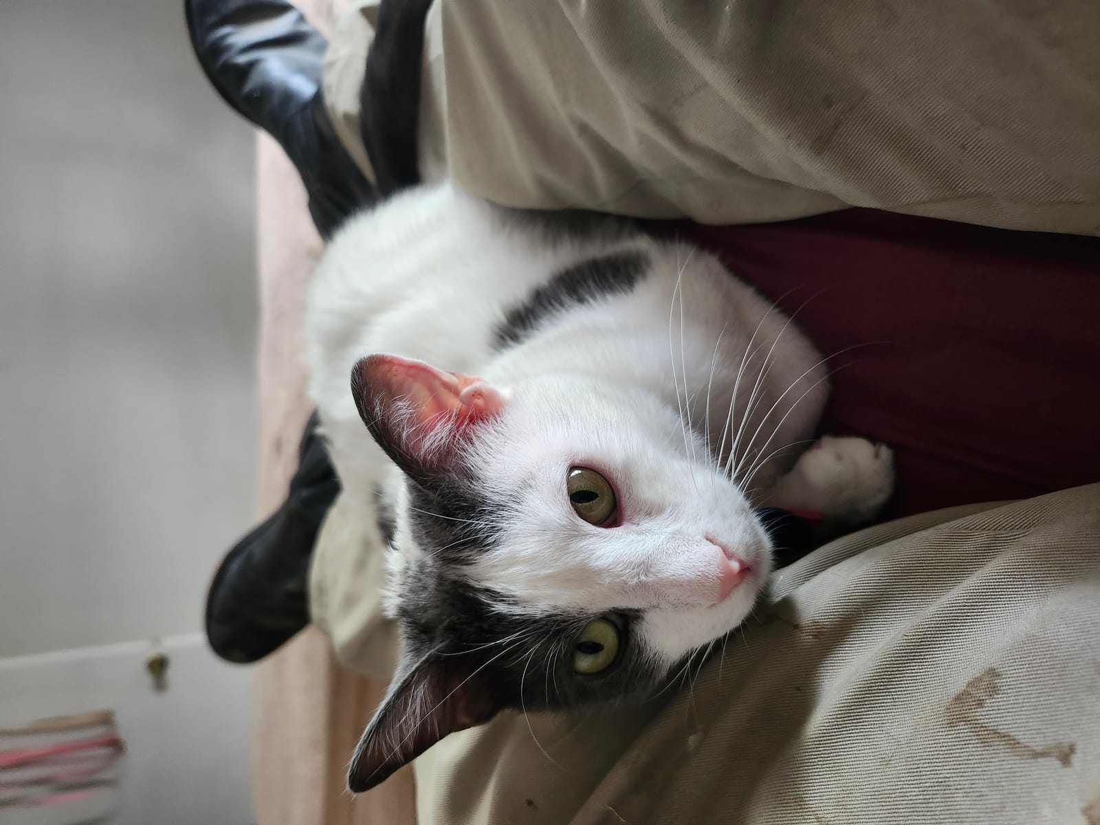 Petspiration Spotlight: Patches