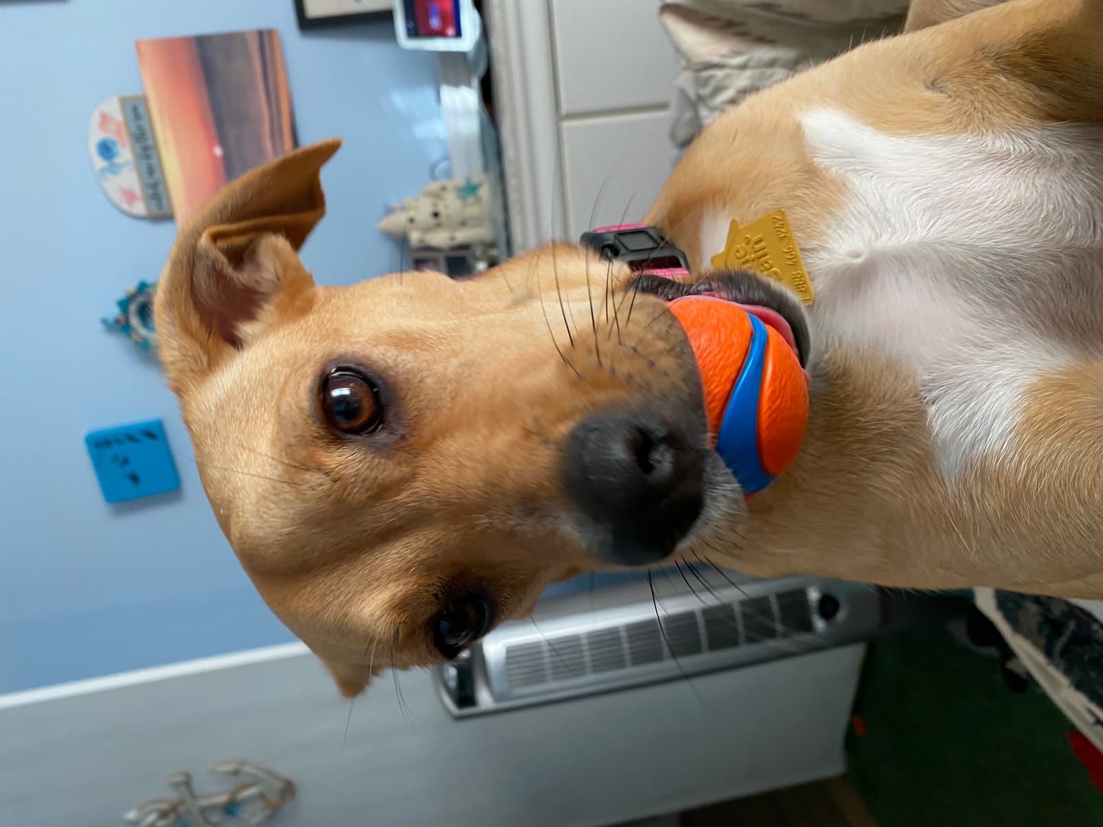 Petspiration Spotlight: Peaches