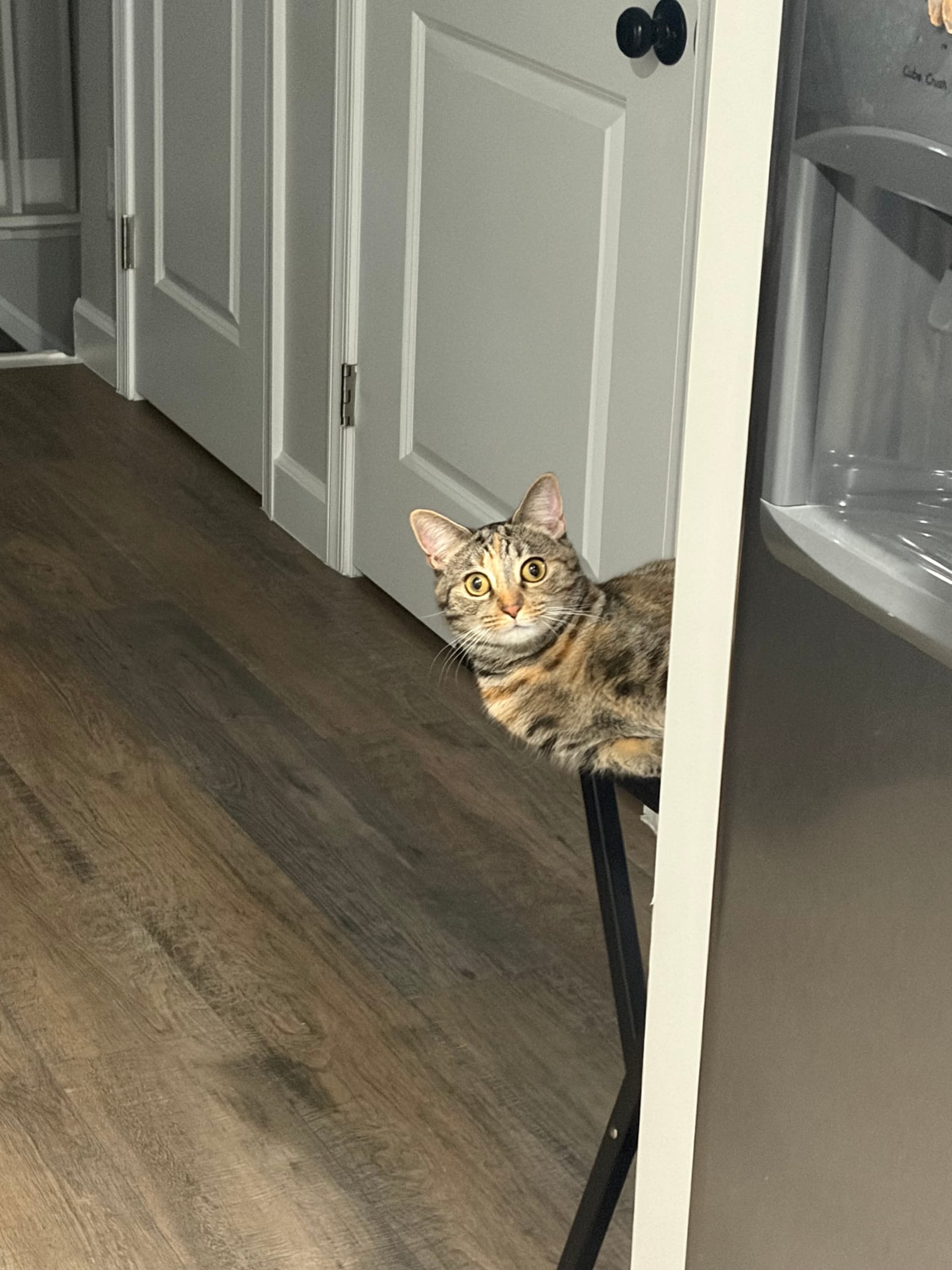 Petspiration Spotlight: Peanut