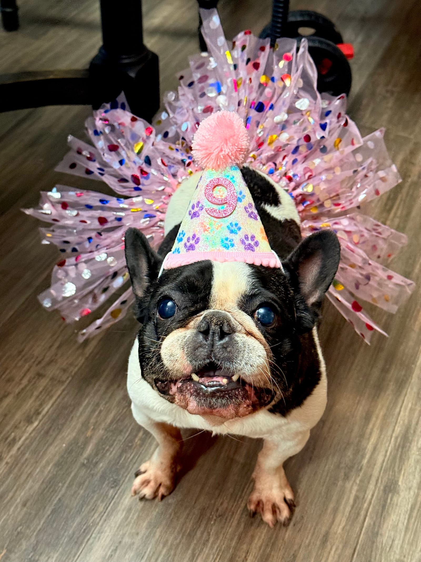 Petspiration Spotlight: Pearl