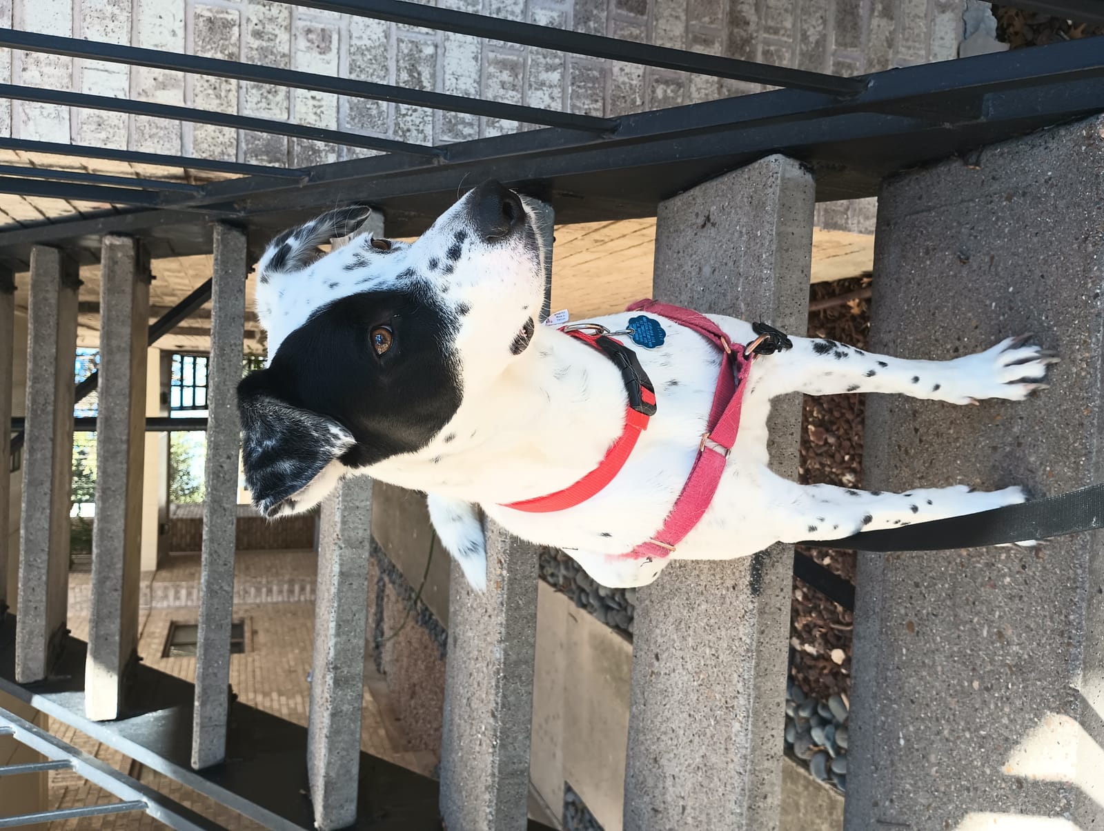 Petspiration Spotlight: Pearl