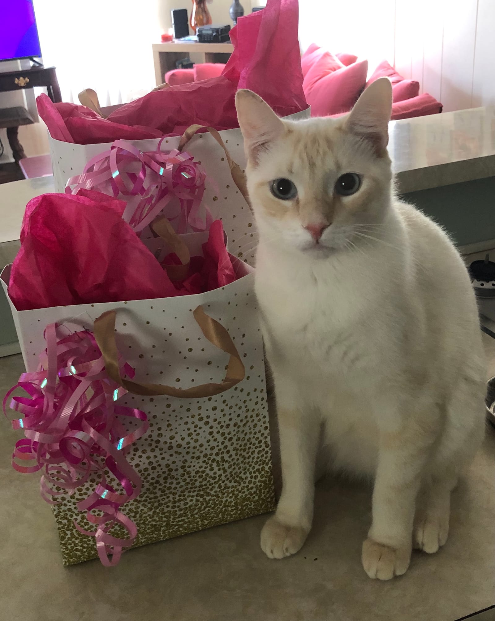 Petspiration Spotlight: Peepers