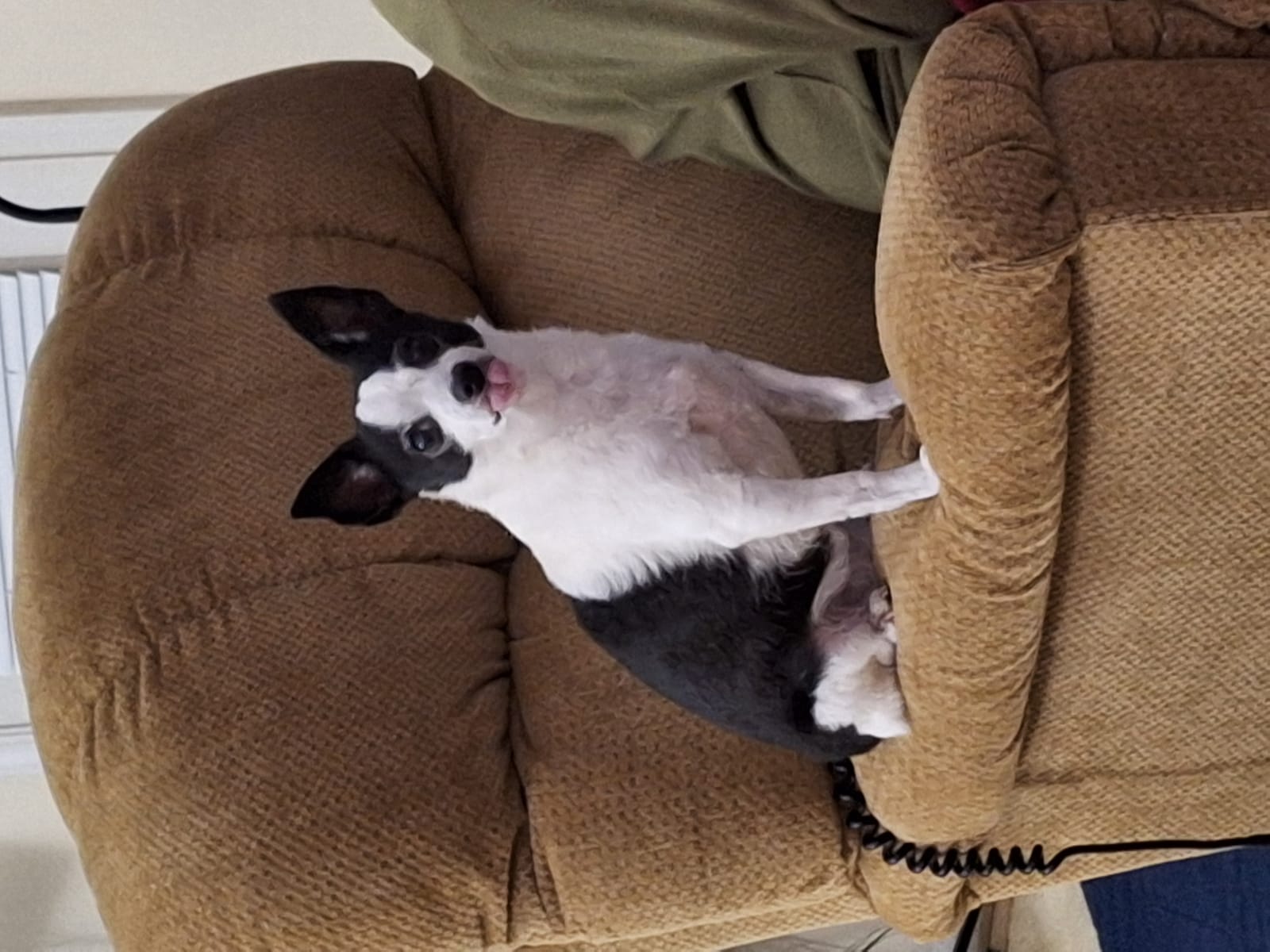 Petspiration Spotlight: Peetsee