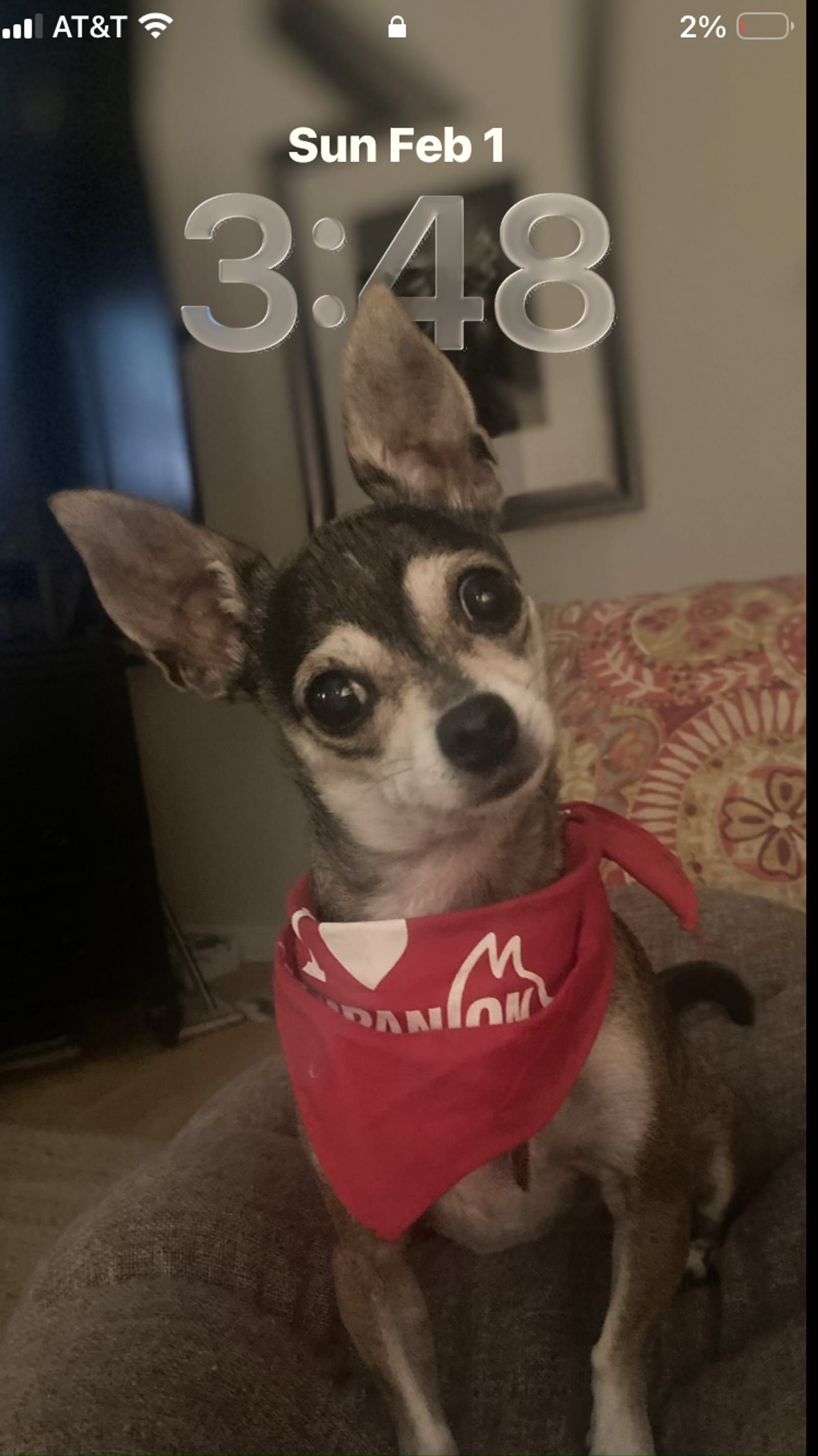 Petspiration Spotlight: Penelope