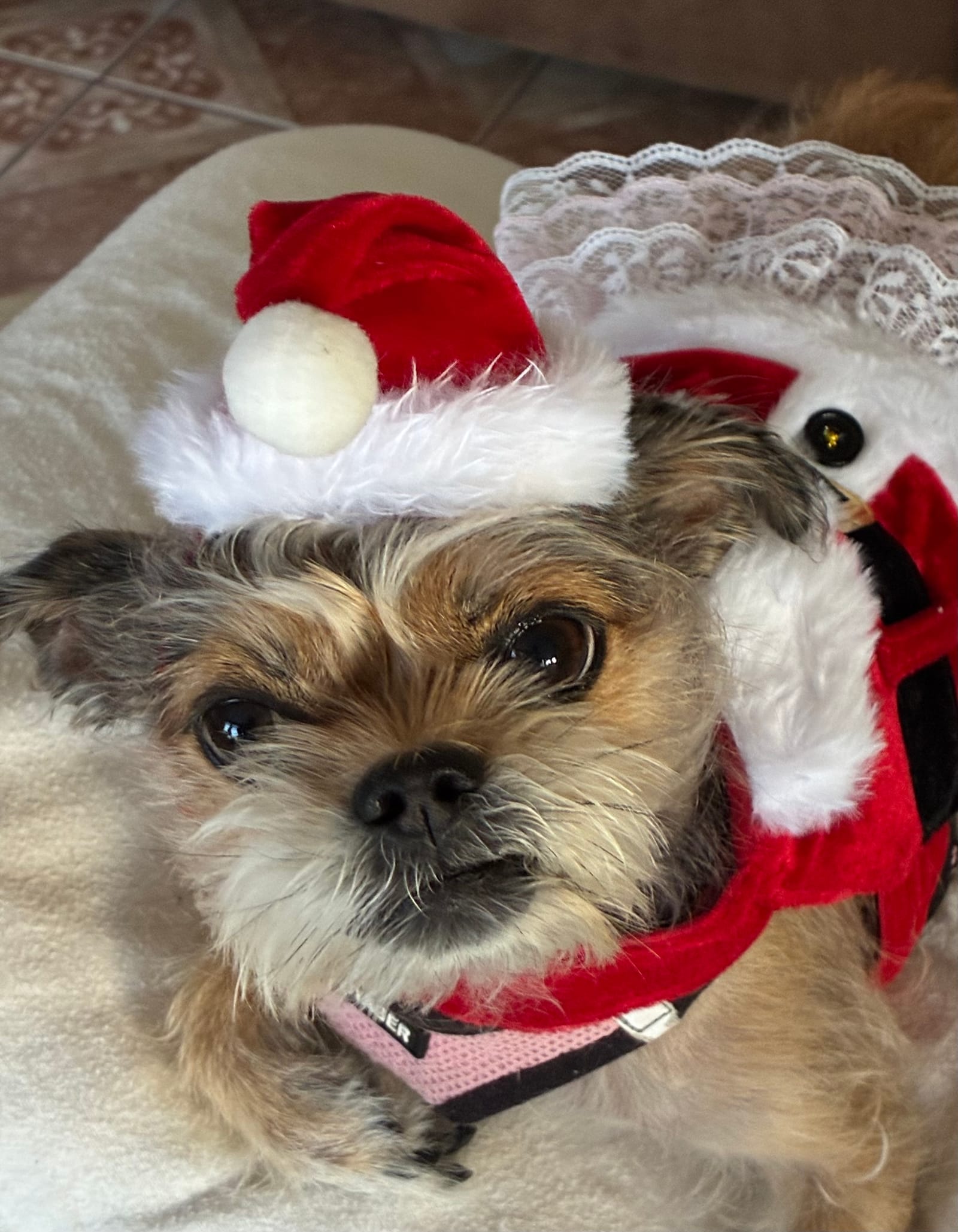 Petspiration Spotlight: Pennielane