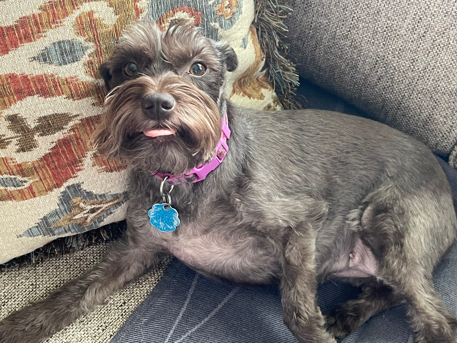 Petspiration Spotlight: Penny
