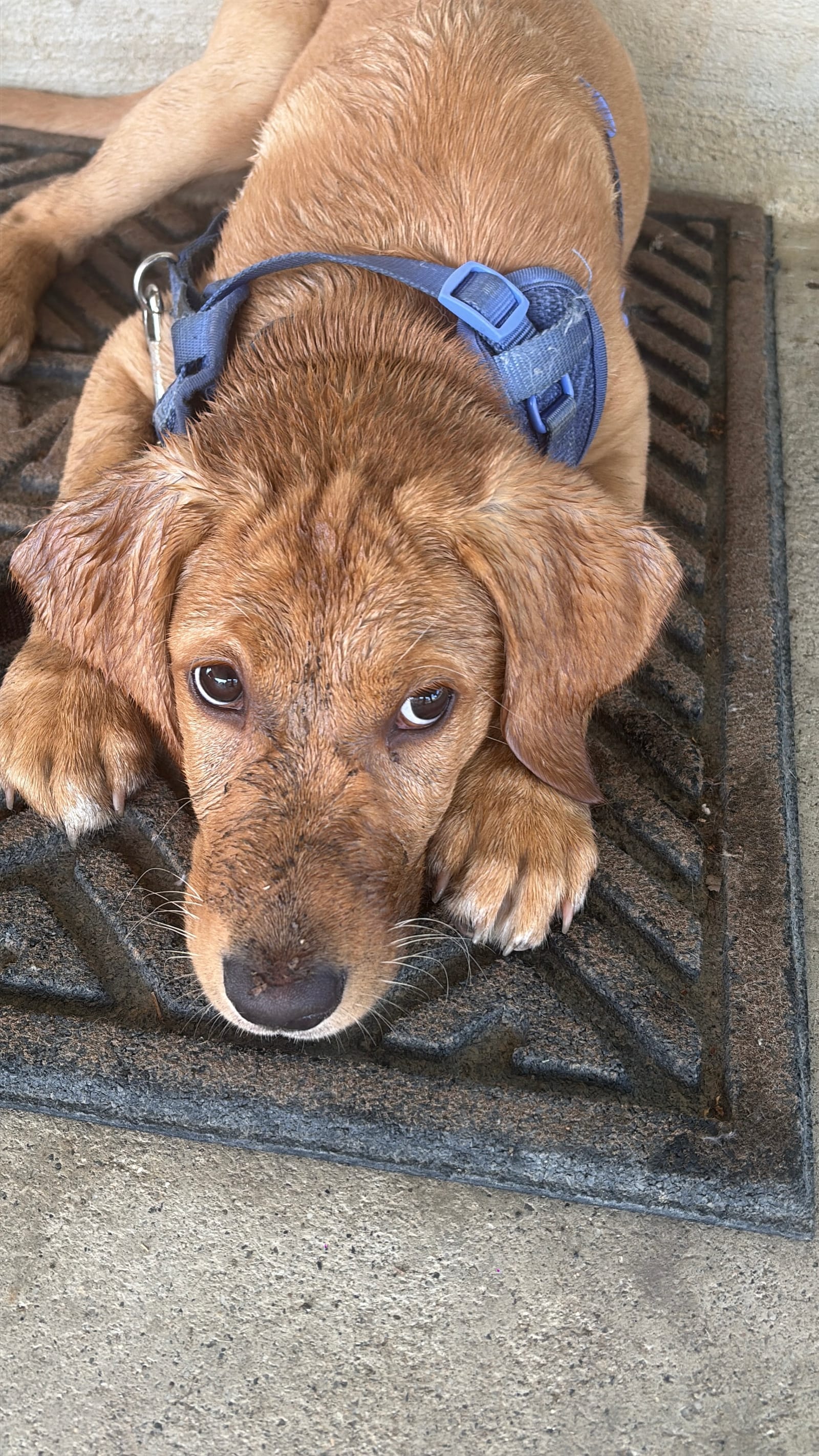 Petspiration Spotlight: Penny Lane