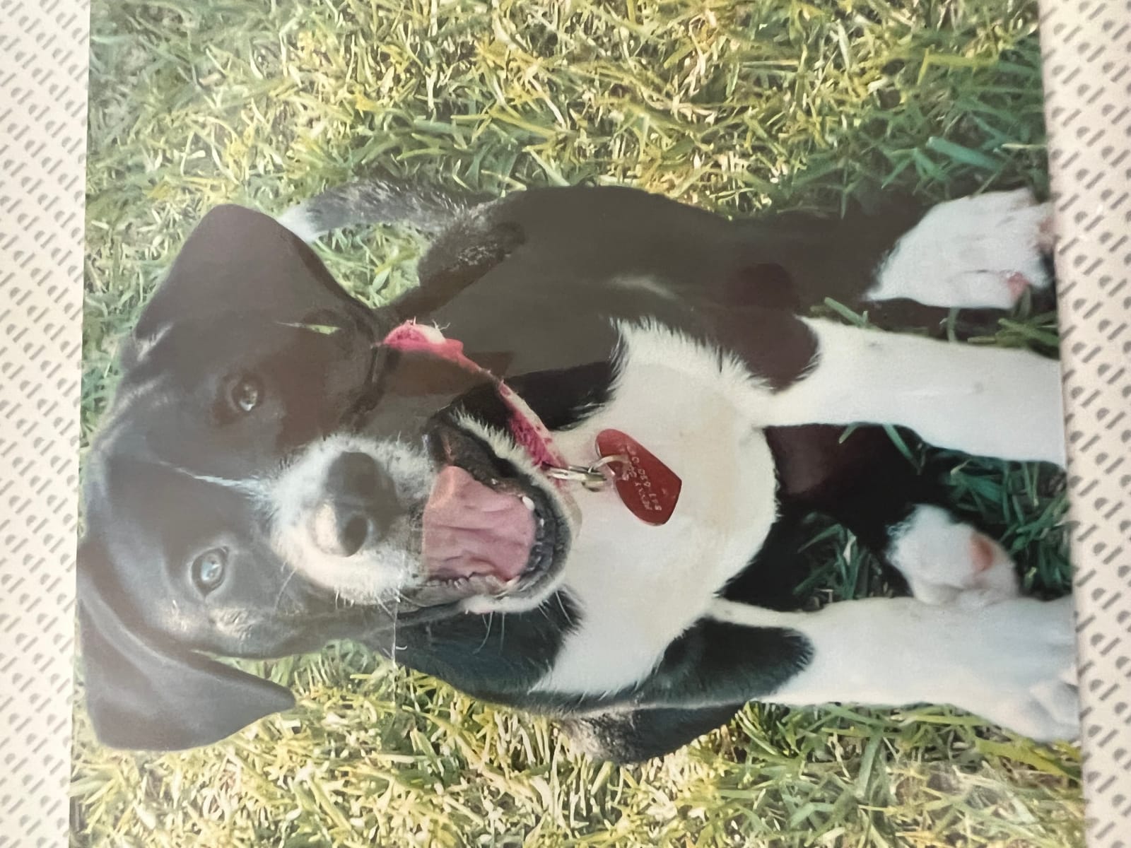 Petspiration Spotlight: PENNY