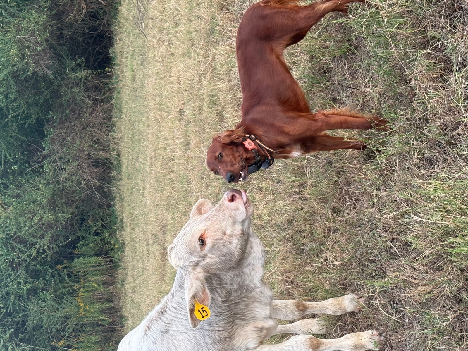 Petspiration Spotlight: Penny Peaches